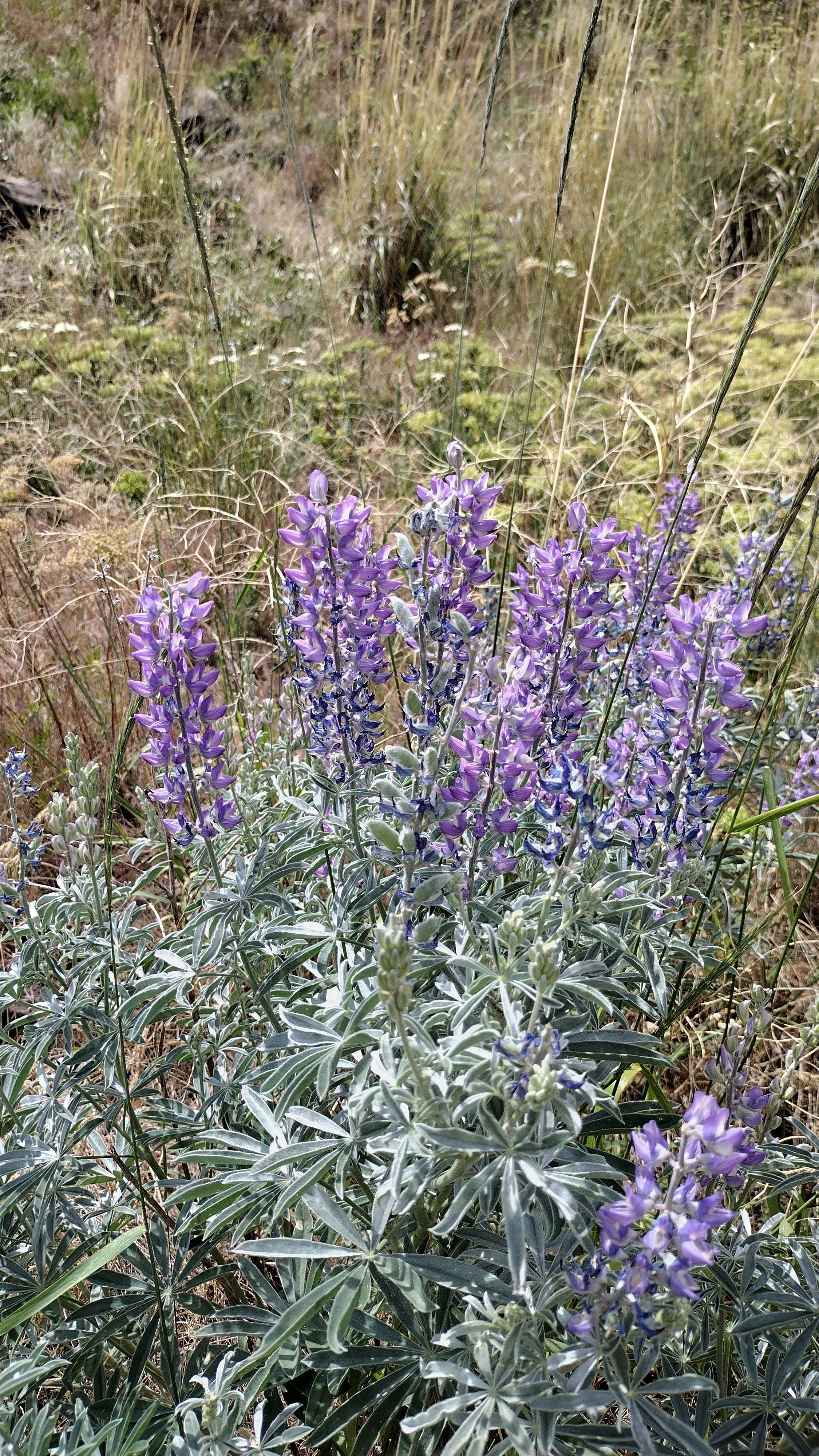 Camper-submitted photo at Umtanum Campground - Yakima River Canyon near Toppenish, WA
