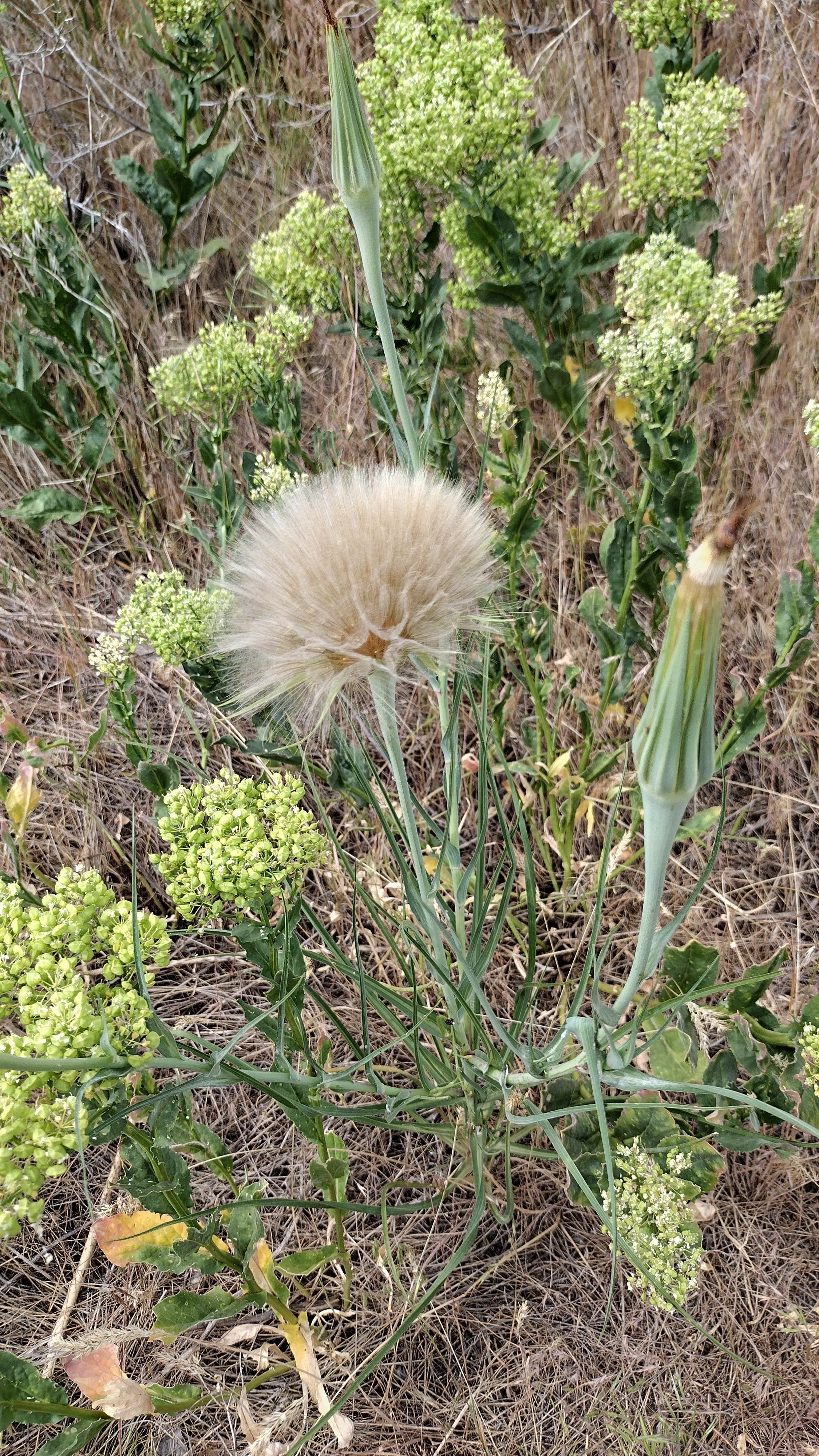 Camping near Yakima River Canyon Campgrounds (Umtanum, Lmuma Creek, Big Pines, Roza) — Yakima River Canyon: Umtanum Campground - Yakima River Canyon, Ellensburg, Washington