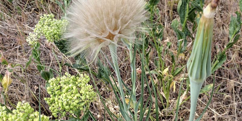 Camper submitted image from Umtanum Campground - Yakima River Canyon