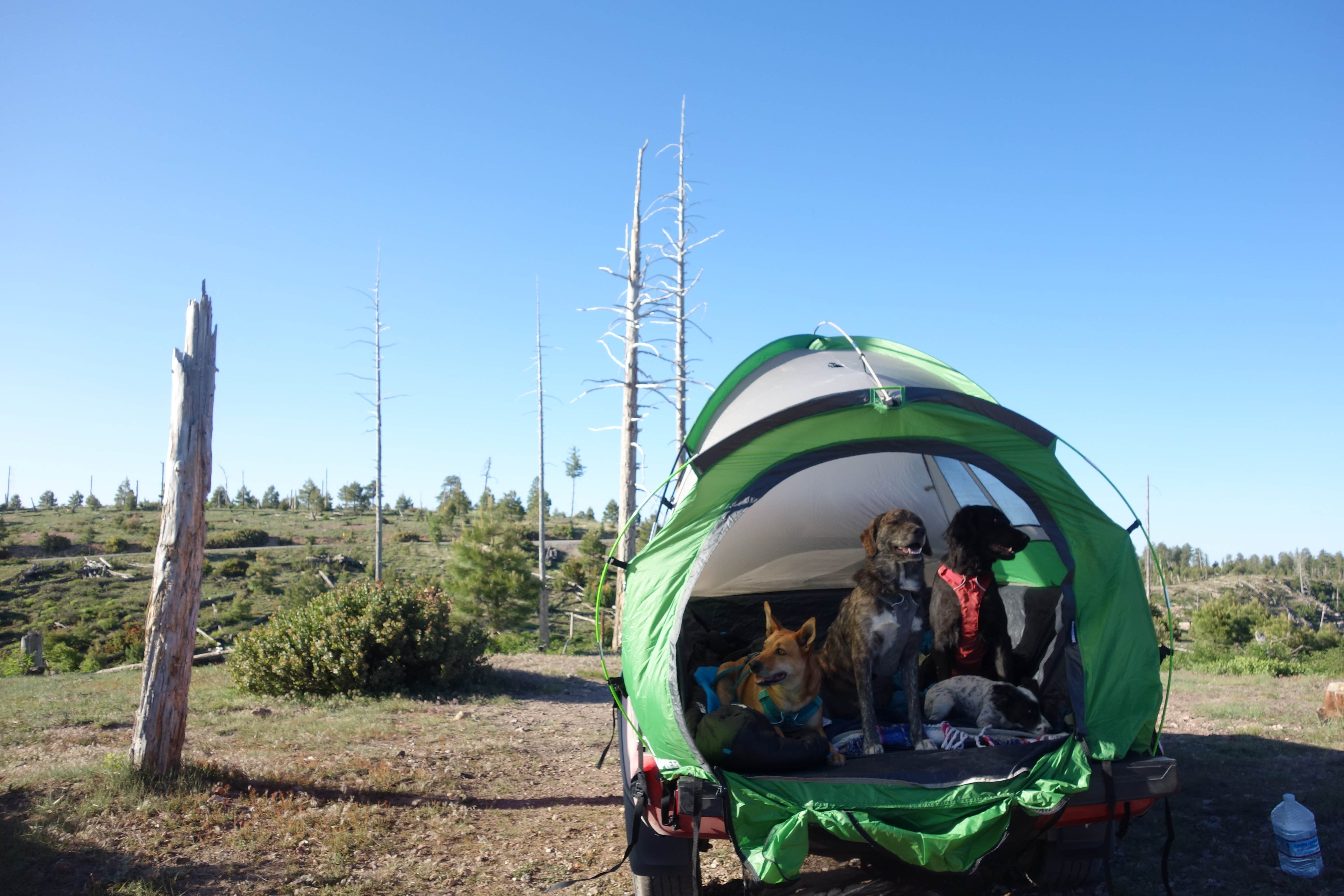 Shea B.'s photo of tent camping at Molitor Spot Along Rim Road - Dispersed near Camp Verde, AZ