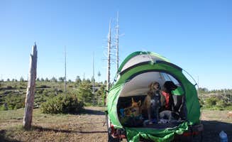 Shea B.'s photo of camping with pets at Molitor Spot Along Rim Road - Dispersed near Strawberry, AZ
