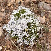 Review photo of Lucerne Campground - Ashley National Forest by Grace M., June 8, 2023