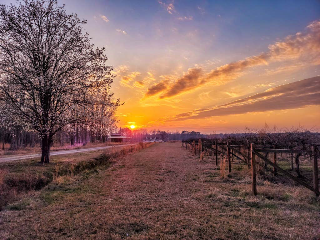 Camper-submitted photo at Phoenix Farms Vineyard near New Bern, NC