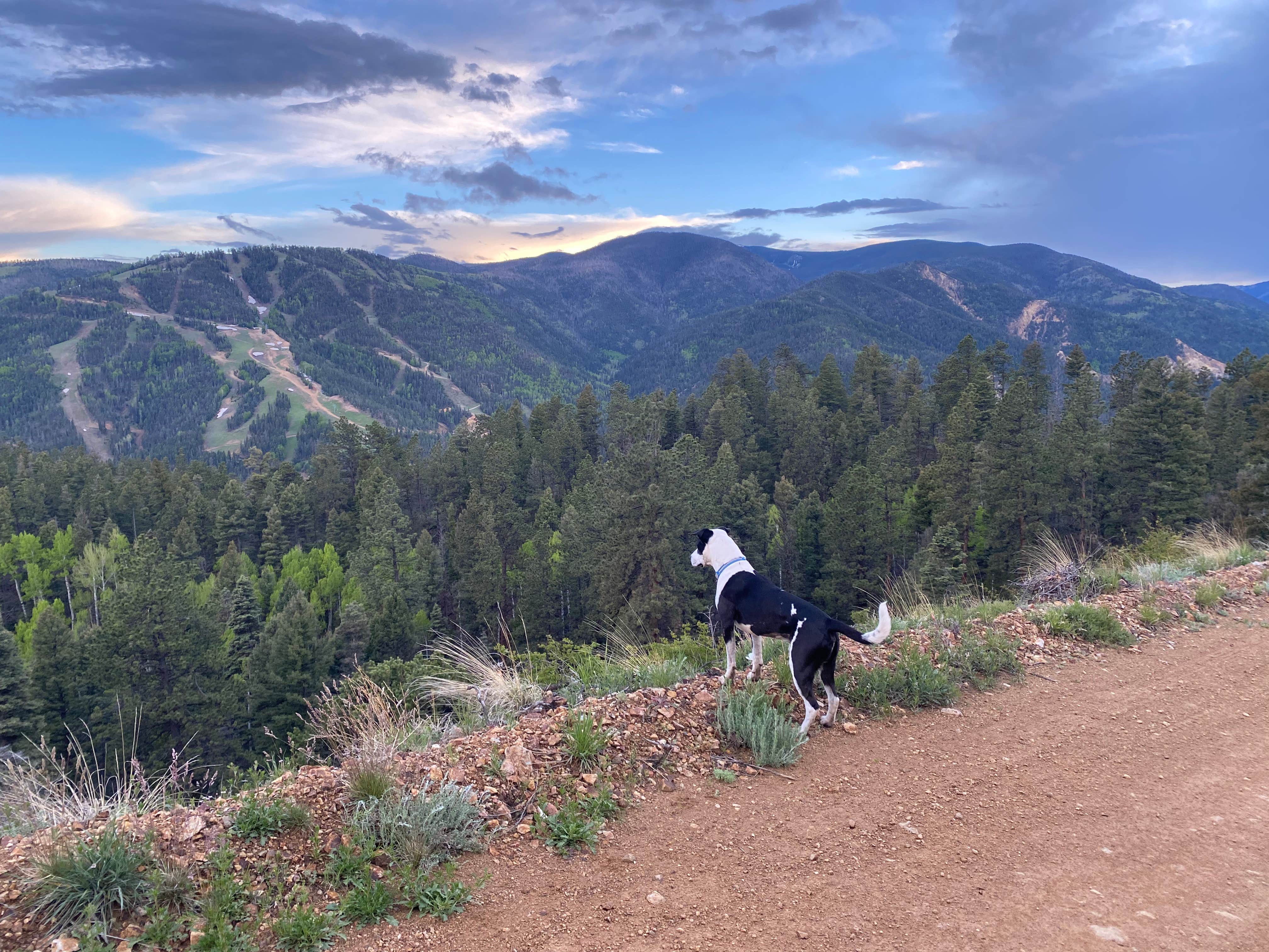 andrew H.'s photo of camping with pets at Mallette Creek North near Cimarron, NM