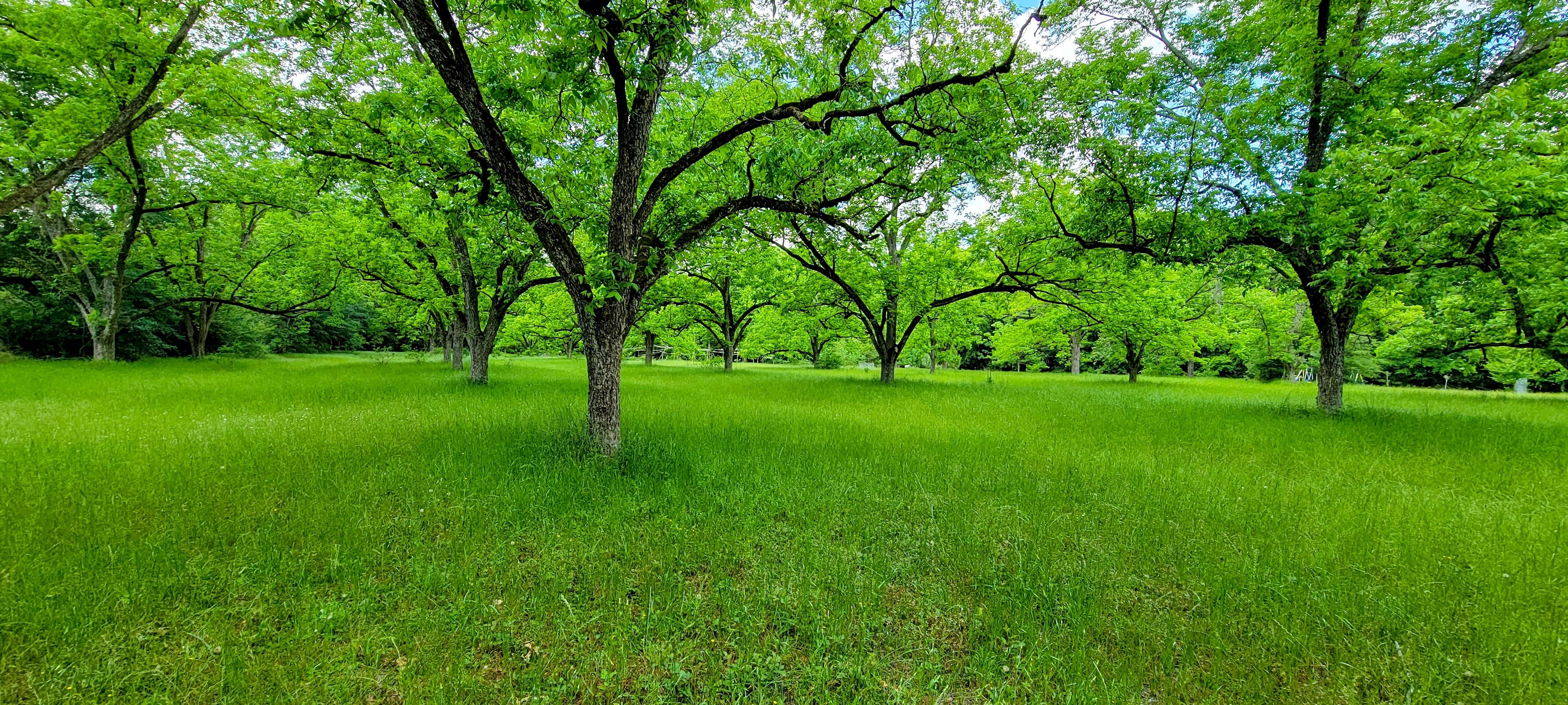 Camper submitted image from Pecan Orchard Estate-Campground - 2