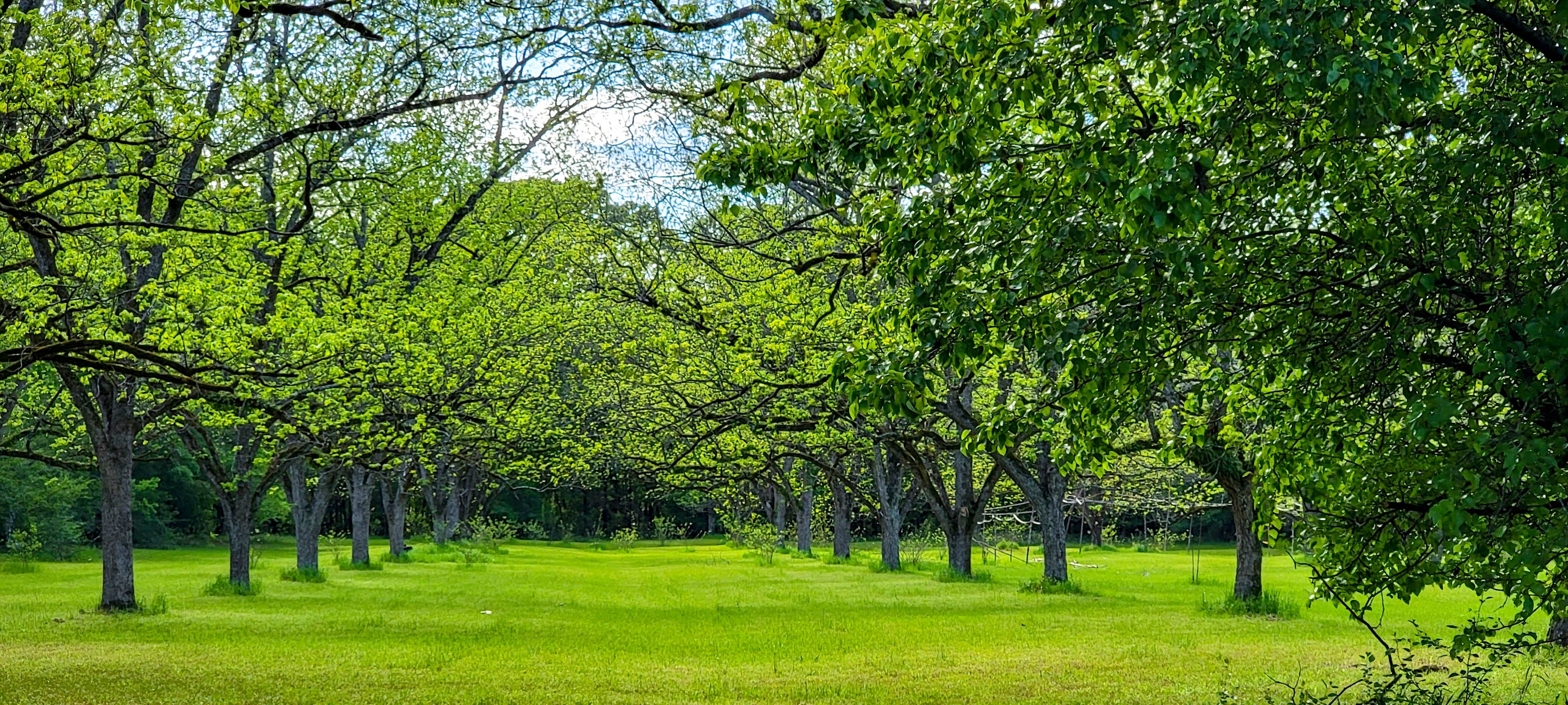 Camper-submitted photo at Pecan Orchard Estate-Campground near Plains, GA