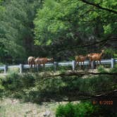 Review photo of Sinnemahoning State Park Campground by David B., June 8, 2023