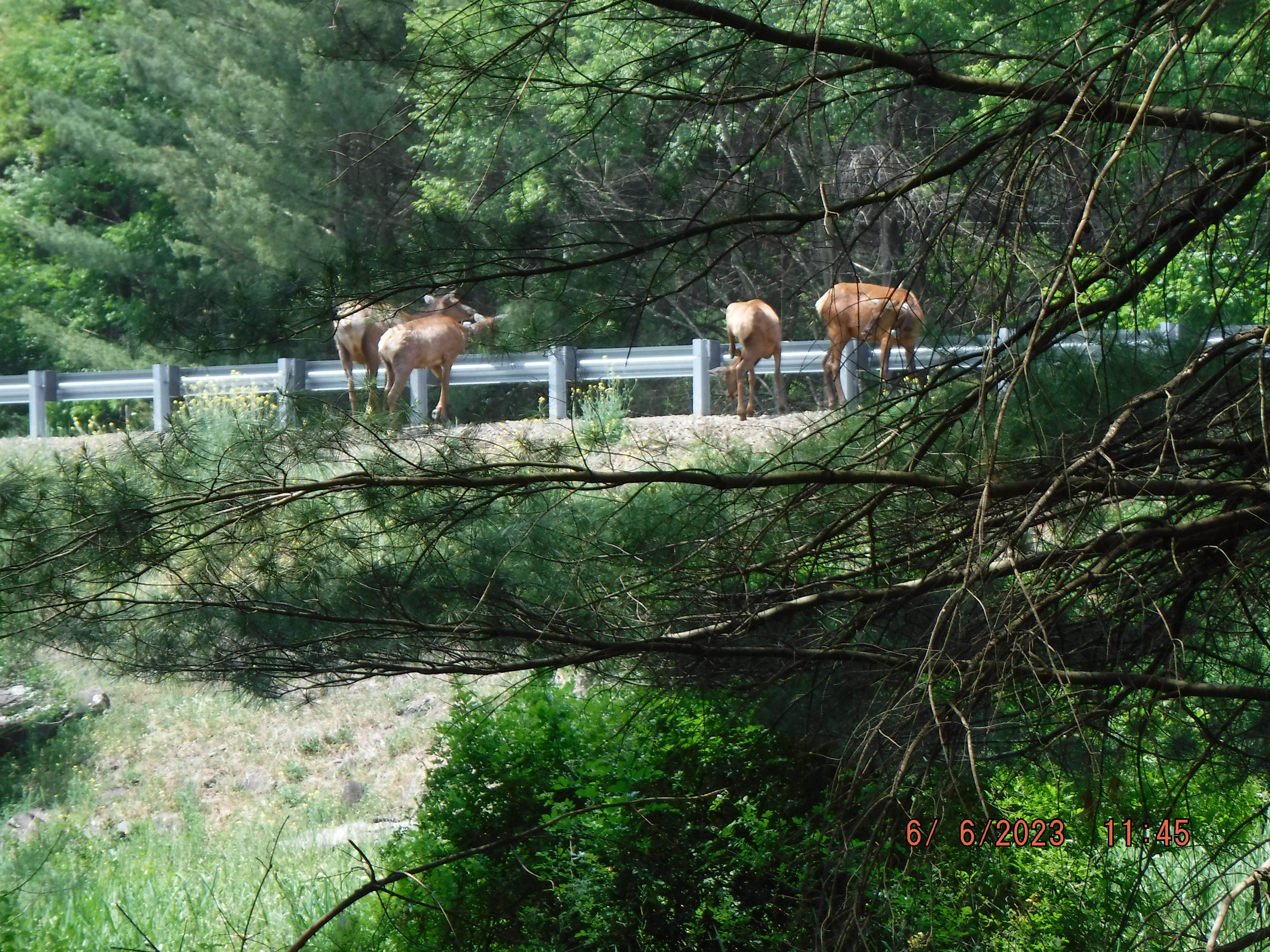 David B.'s photo of camping with pets at Sinnemahoning State Park Campground near Coudersport, PA