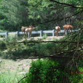 Review photo of Sinnemahoning State Park Campground by David B., June 8, 2023