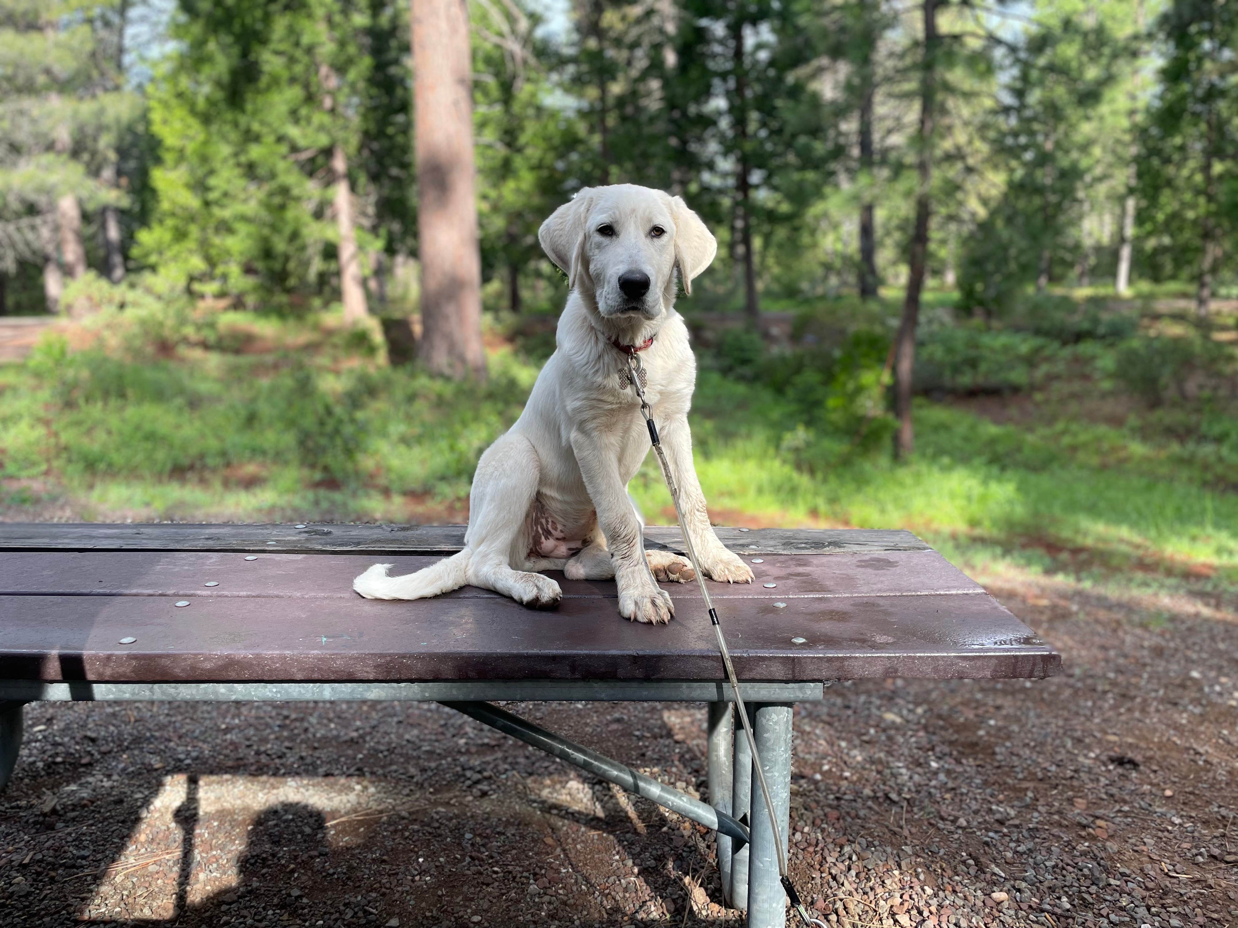 Robert W.'s photo of camping with pets at Lake Siskiyou Camp Resort near Mount Shasta, CA