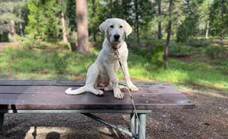 Robert W.'s photo of camping with pets at Lake Siskiyou Camp Resort near Klamath National Forest