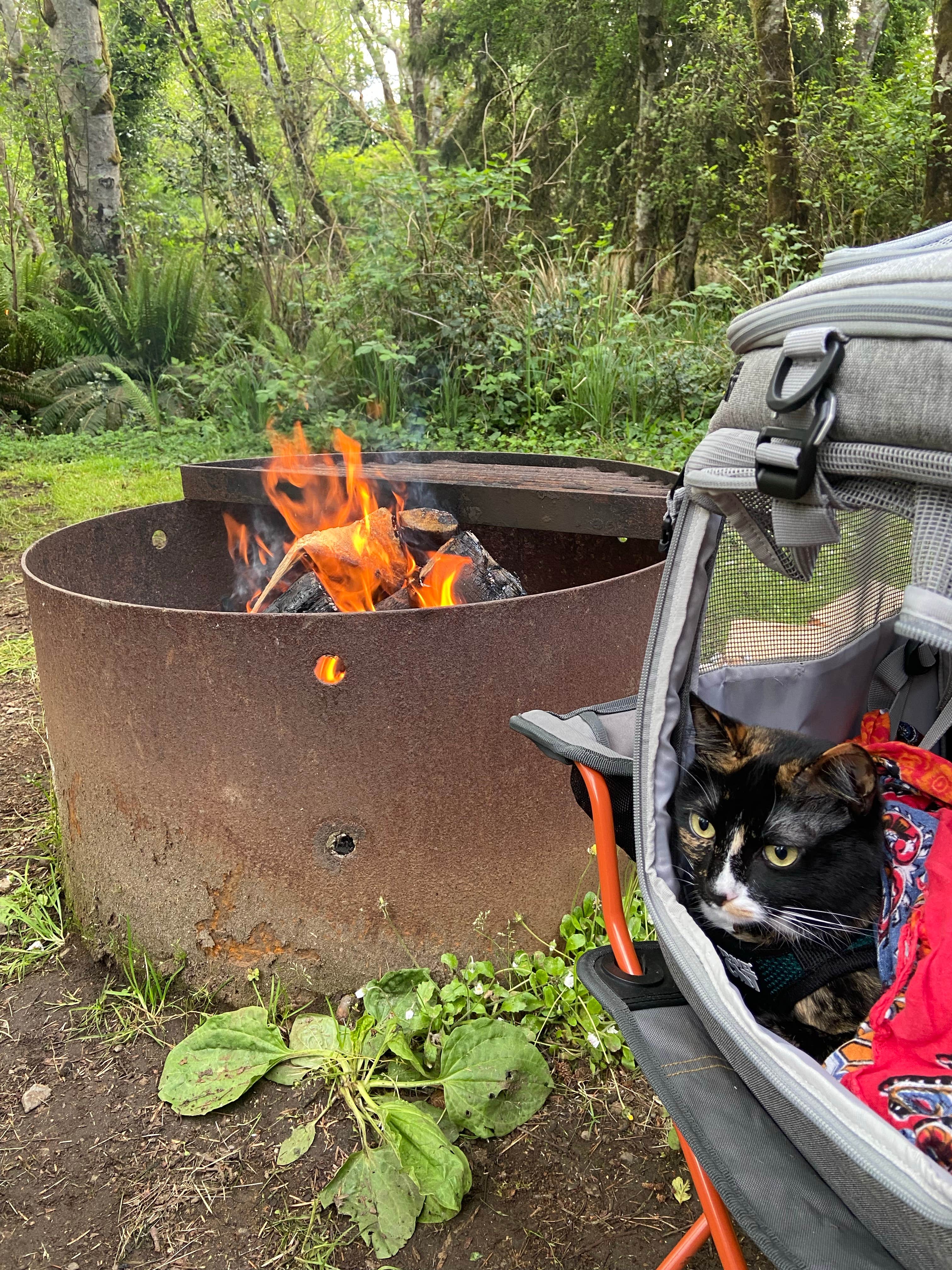 Benjamin W.'s photo of camping with pets at Devil’s Lake State Recreation Area Campground near Gleneden Beach, OR