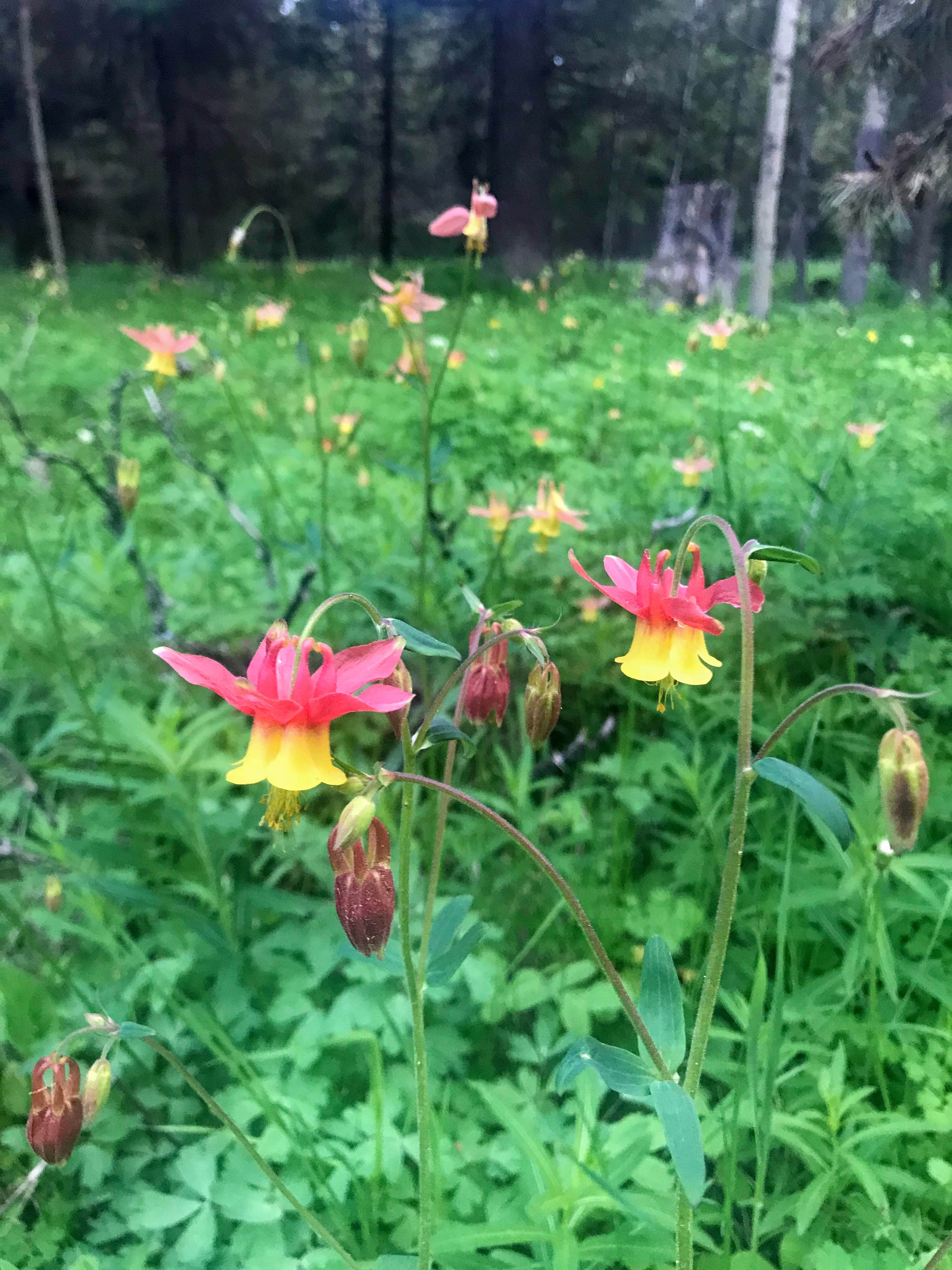 Camper-submitted photo at Bootjack Dispersed Camping near Island Park, ID