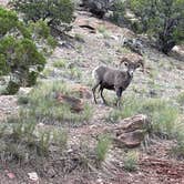 Review photo of Saddlehorn Campground — Colorado National Monument by Carol M., June 9, 2023