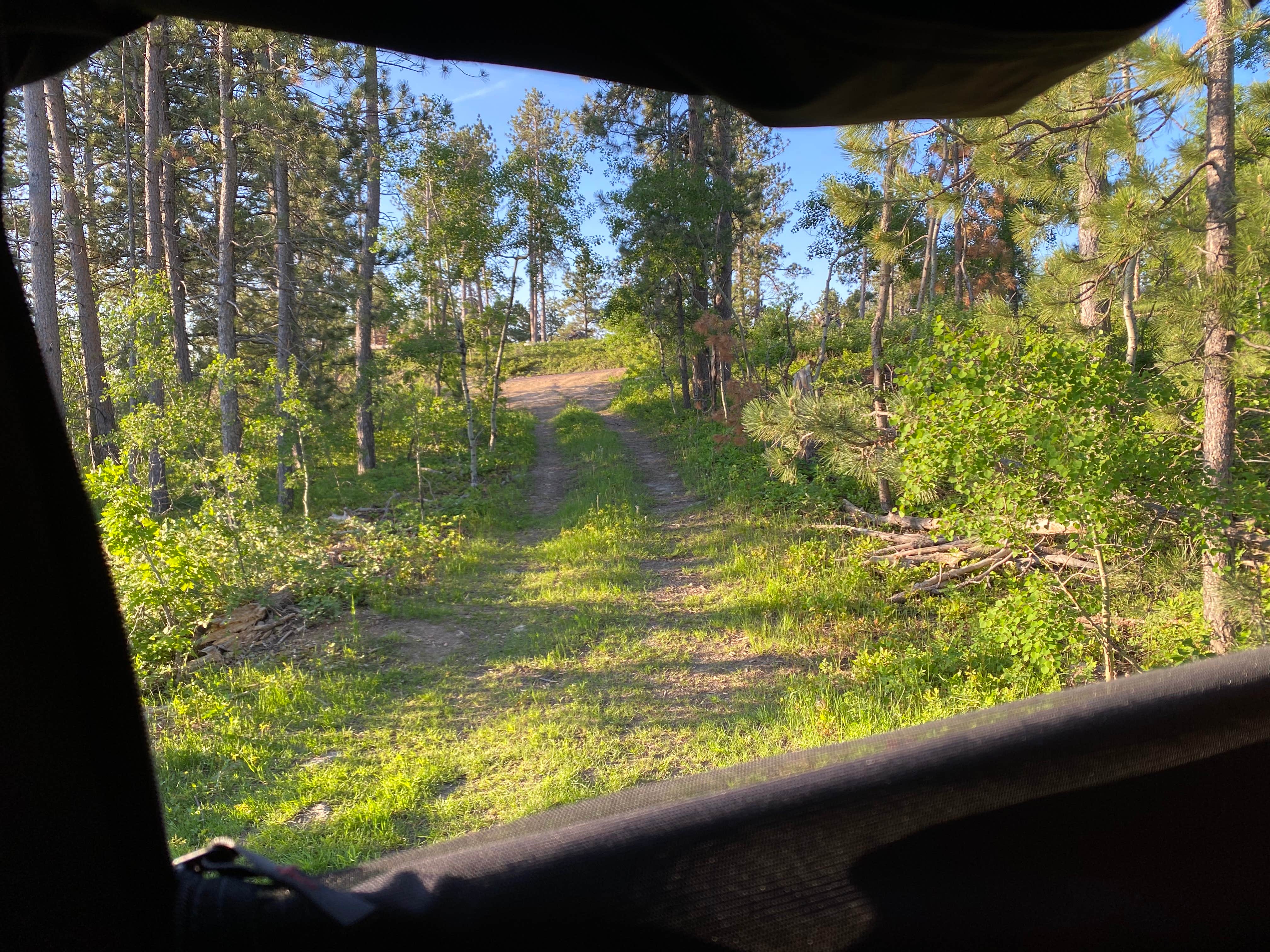 Camper submitted image from Mount Roosevelt Road Dispersed Campsite - 2