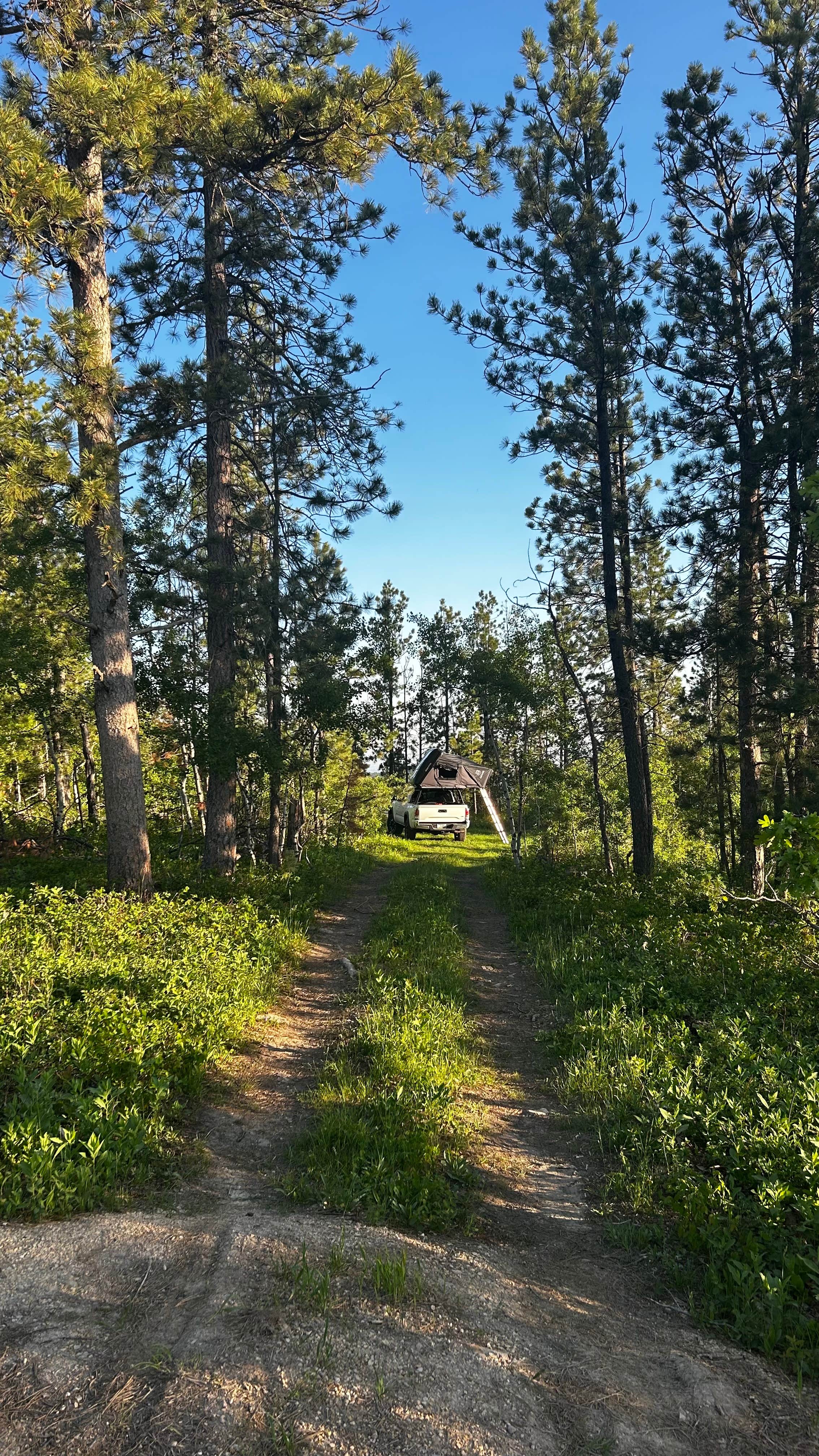 Molly G.'s photo of a dispersed camping area at Mount Roosevelt Road Dispersed Campsite near Deadwood, SD