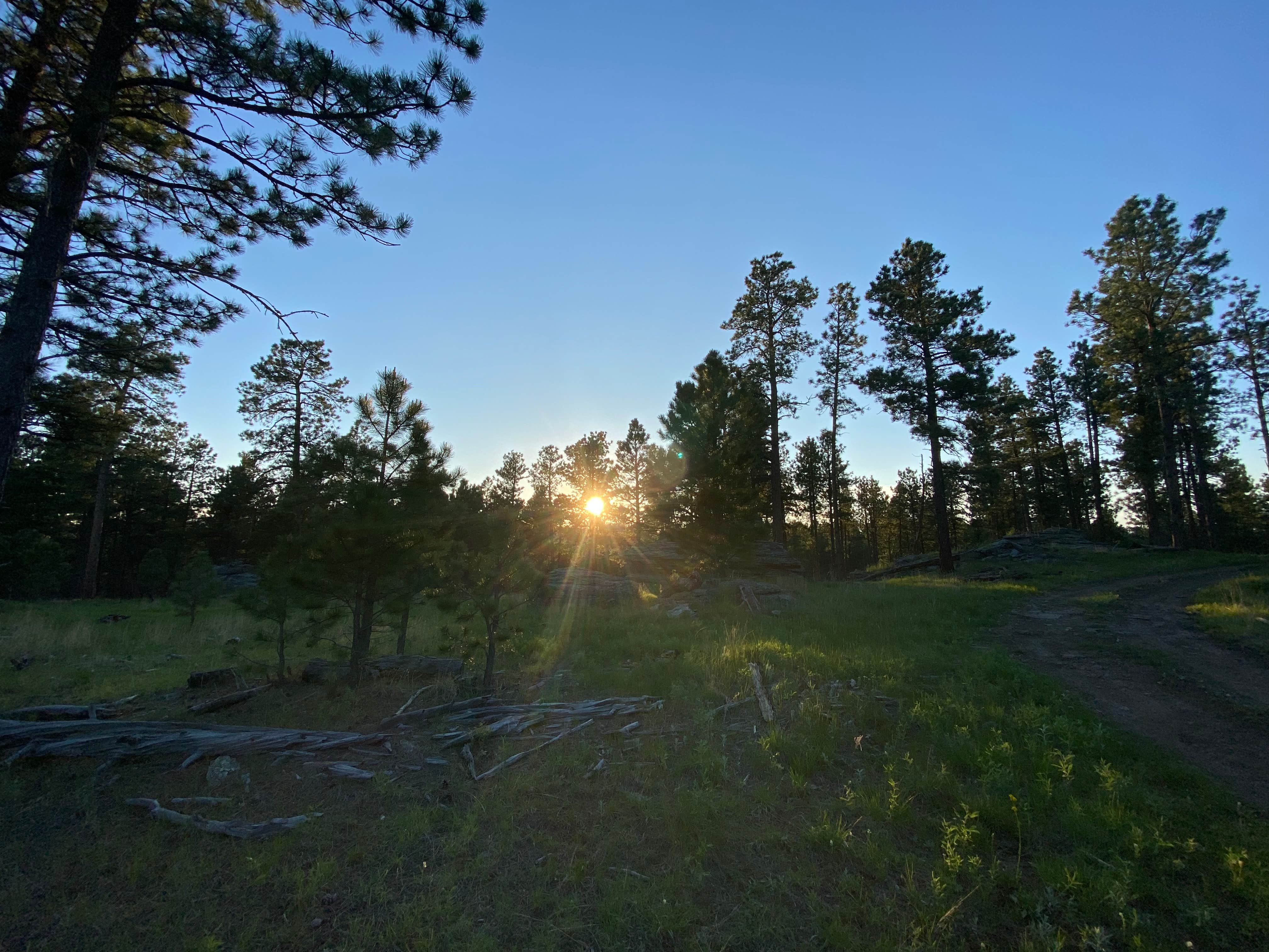 Molly G.'s photo of a dispersed camping area at RD 356 Dispersed Site Black Hills National Forest near Deadwood, SD