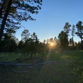 Review photo of RD 356 Dispersed Site Black Hills National Forest by Molly G., June 9, 2023