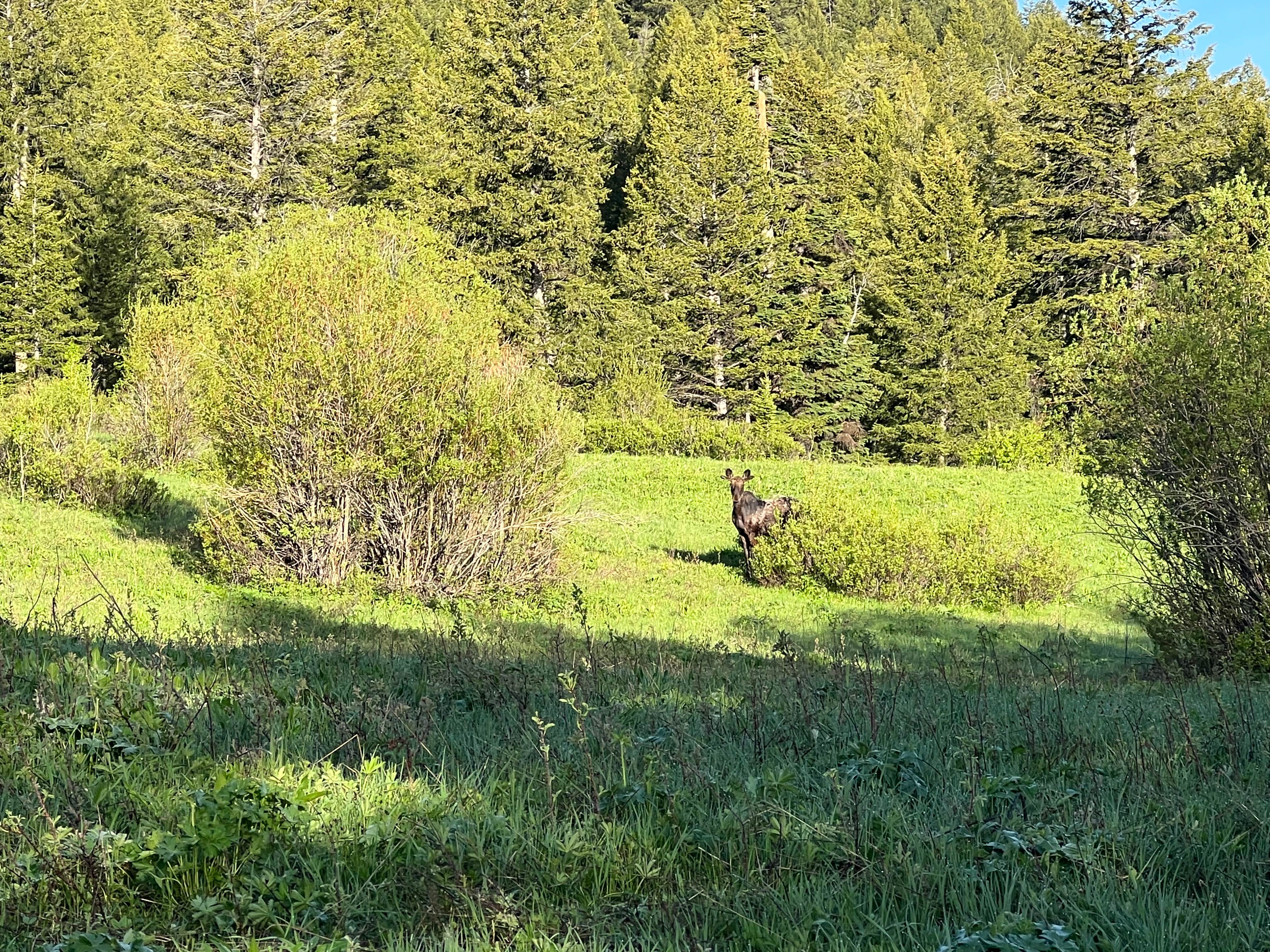 Camper submitted image from Spread Creek Meadows 4-7 - 3