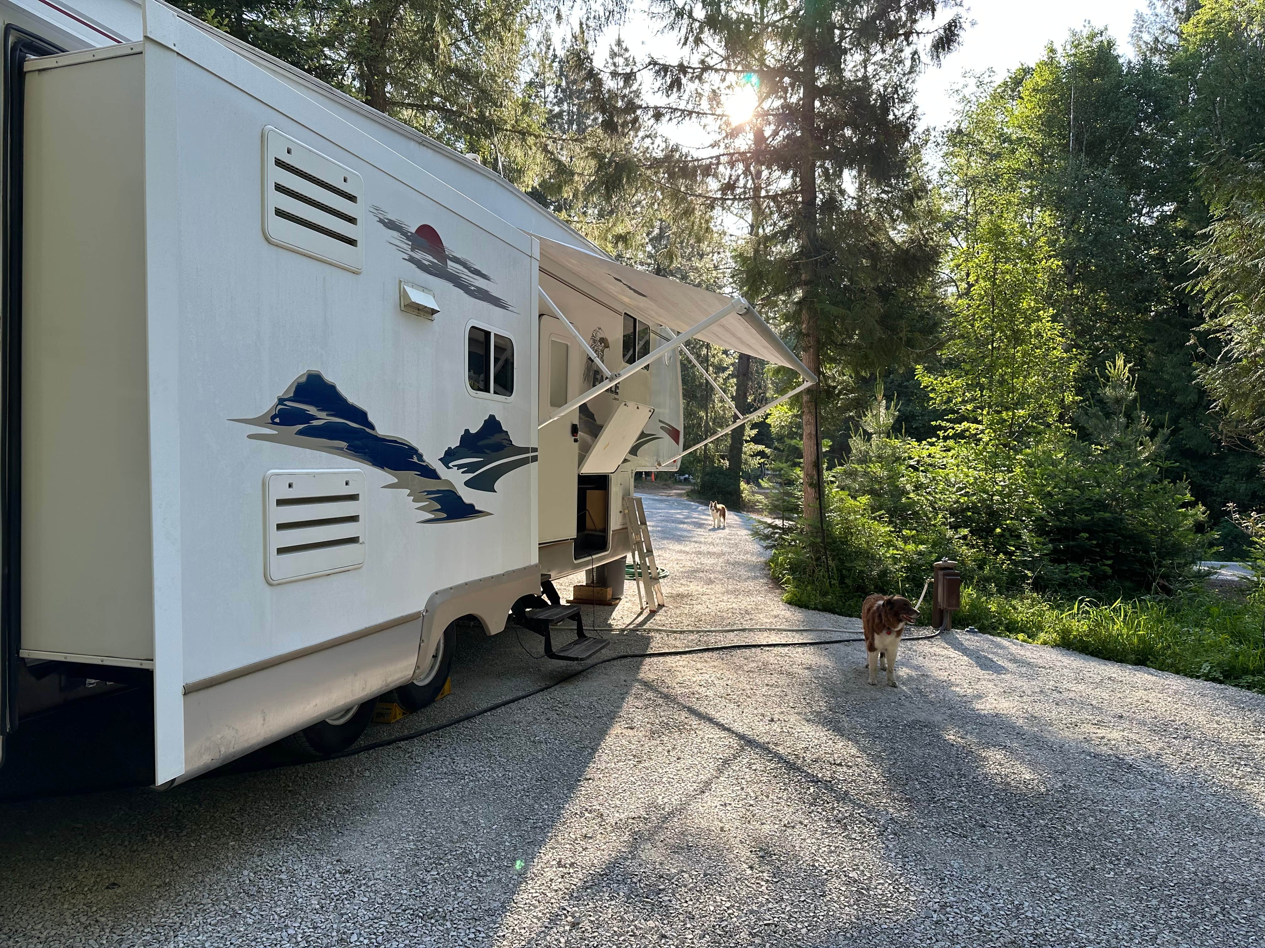 Steve A.'s photo of camping with pets at Turnipseed Creek Campsites near Bonners Ferry, ID