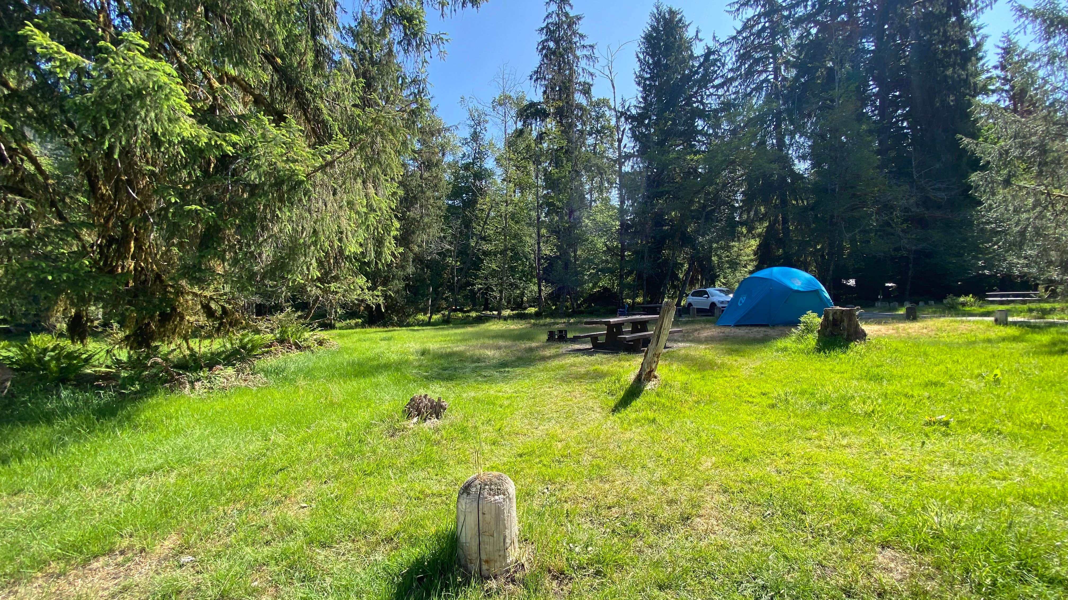 Avery C.'s photo at Hoh Rain Forest - Olympic National Park near Sol Duc Hot Springs, WA