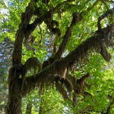Review photo of Hoh Rain Forest - Olympic National Park by Avery C., June 10, 2023