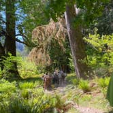 Review photo of Hoh Rain Forest - Olympic National Park by Avery C., June 10, 2023