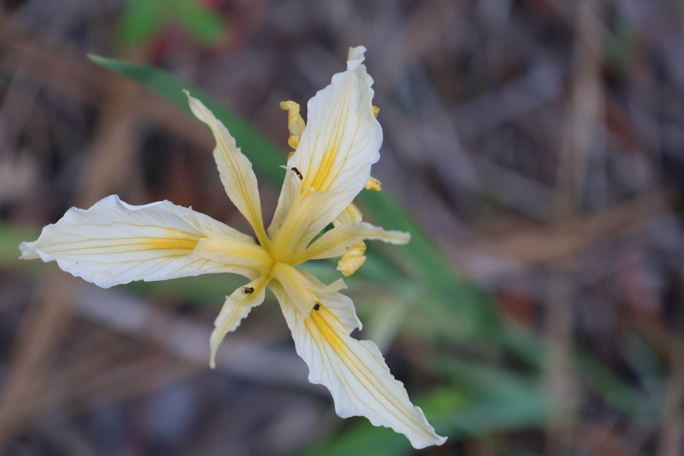 Camper-submitted photo at Fiddle Creek near Oroville, CA