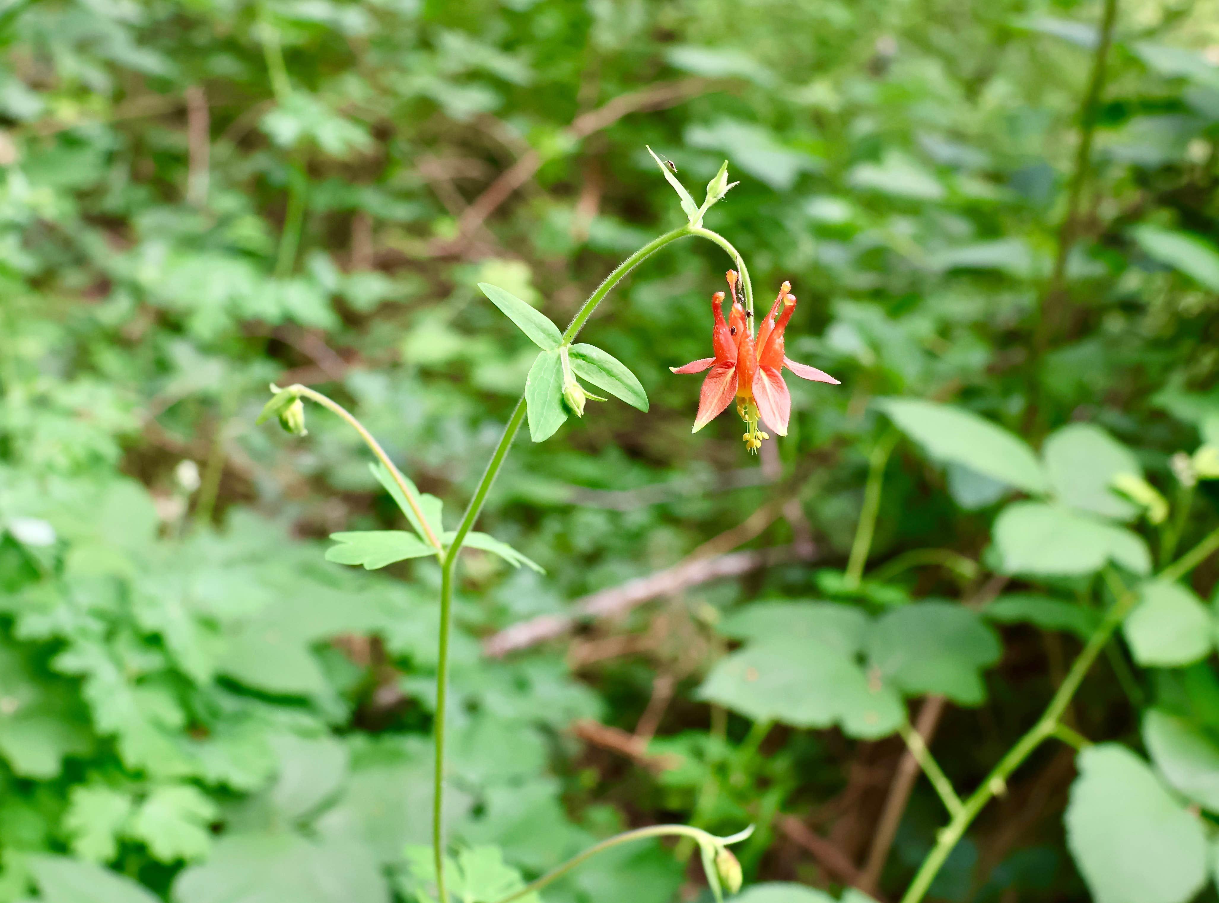 Camper-submitted photo at Fiddle Creek near Oroville, CA