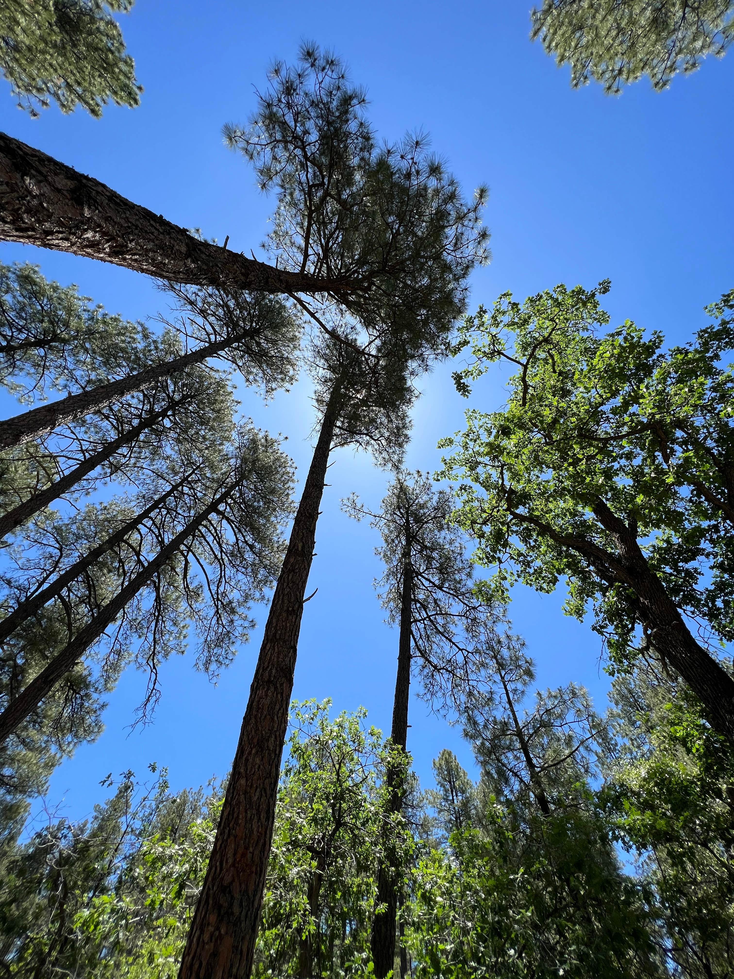 Camper-submitted photo at Lower Wolf Creek Campground near Mayer, AZ