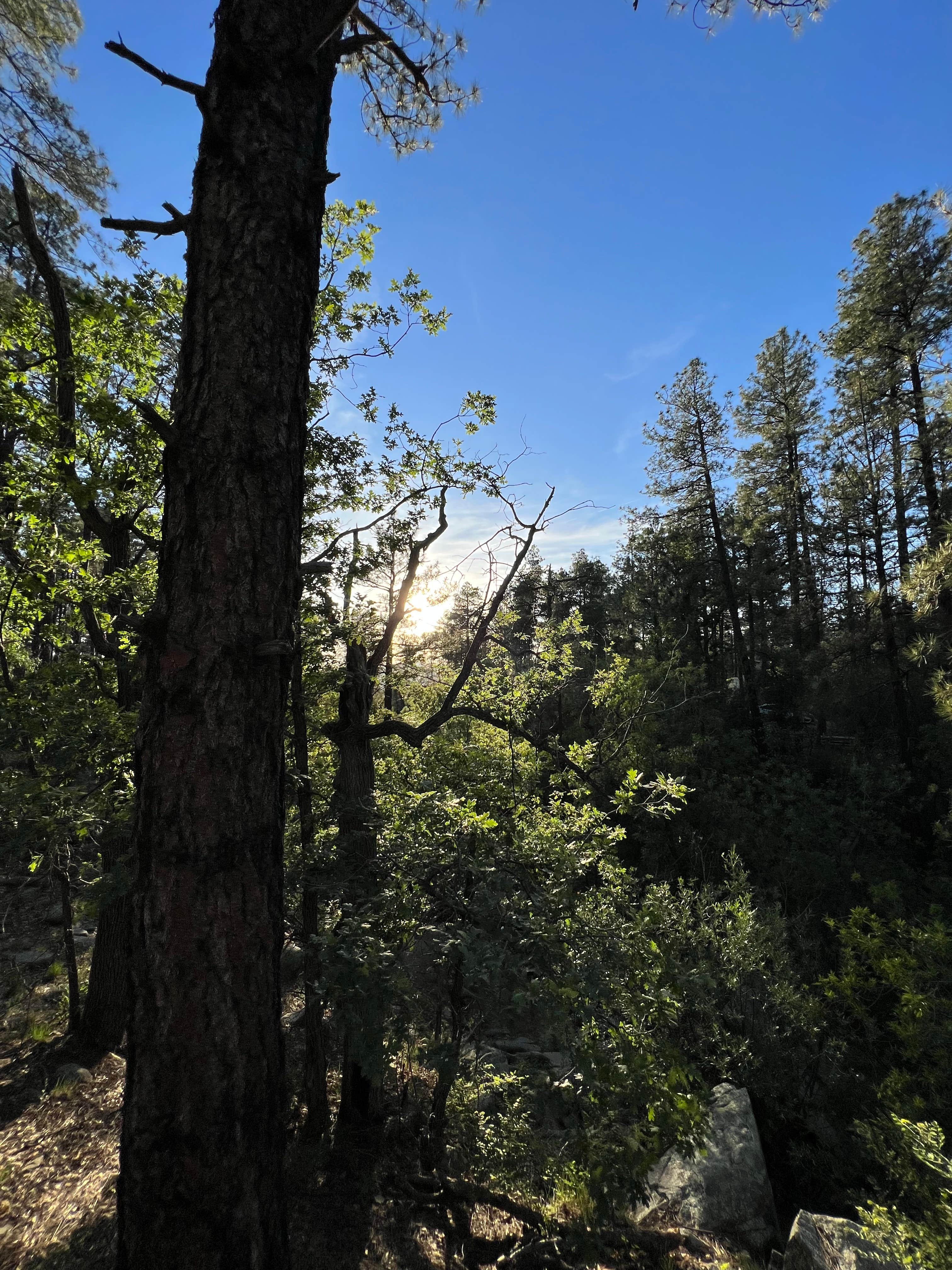 Camper-submitted photo at Lower Wolf Creek Campground near Mayer, AZ