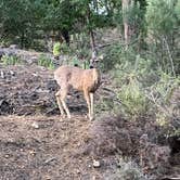 Review photo of Lower Wolf Creek Campground by Levi M., June 10, 2023