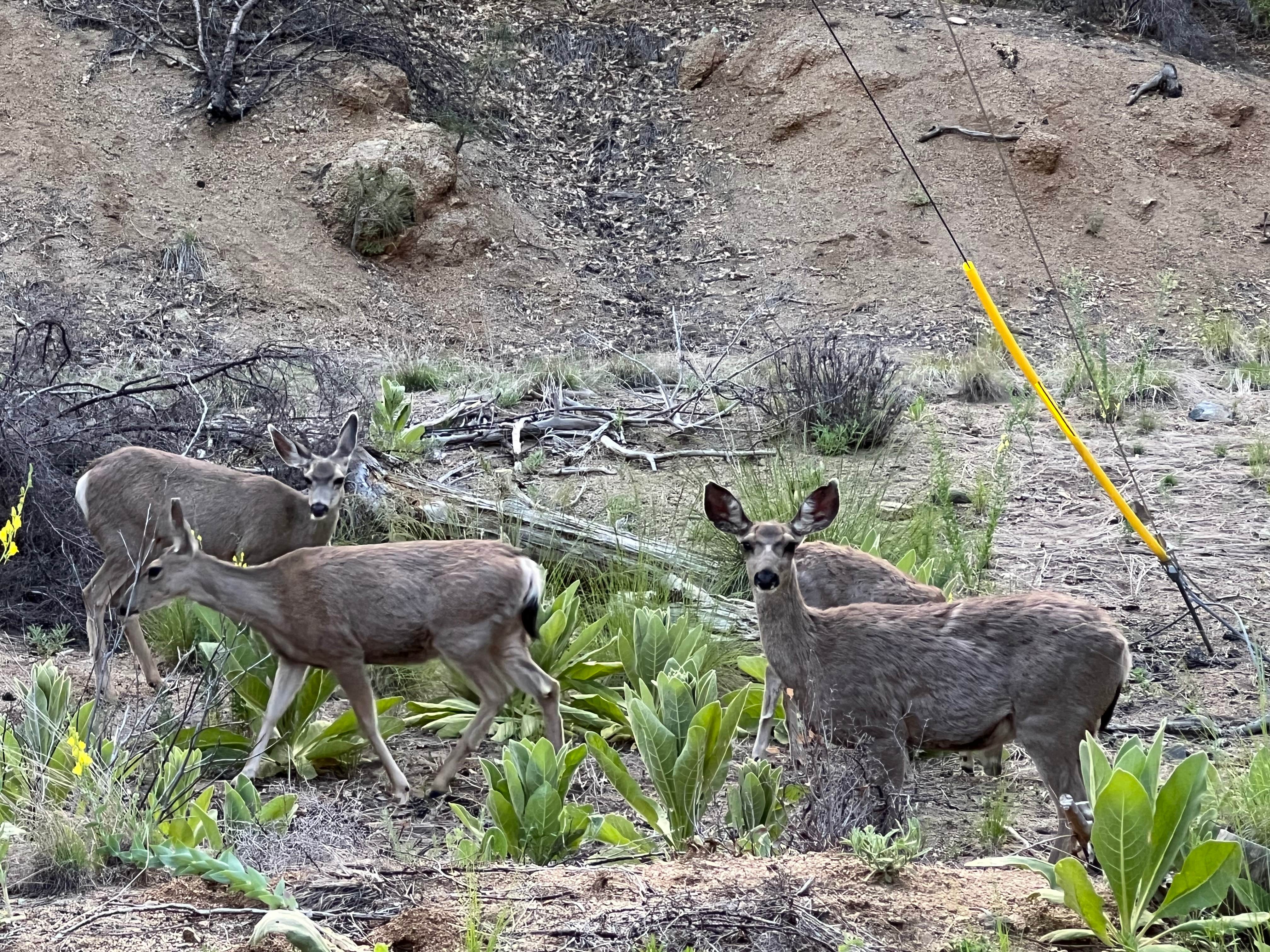 Camper-submitted photo at Lower Wolf Creek Campground near Mayer, AZ