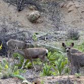 Review photo of Lower Wolf Creek Campground by Levi M., June 10, 2023