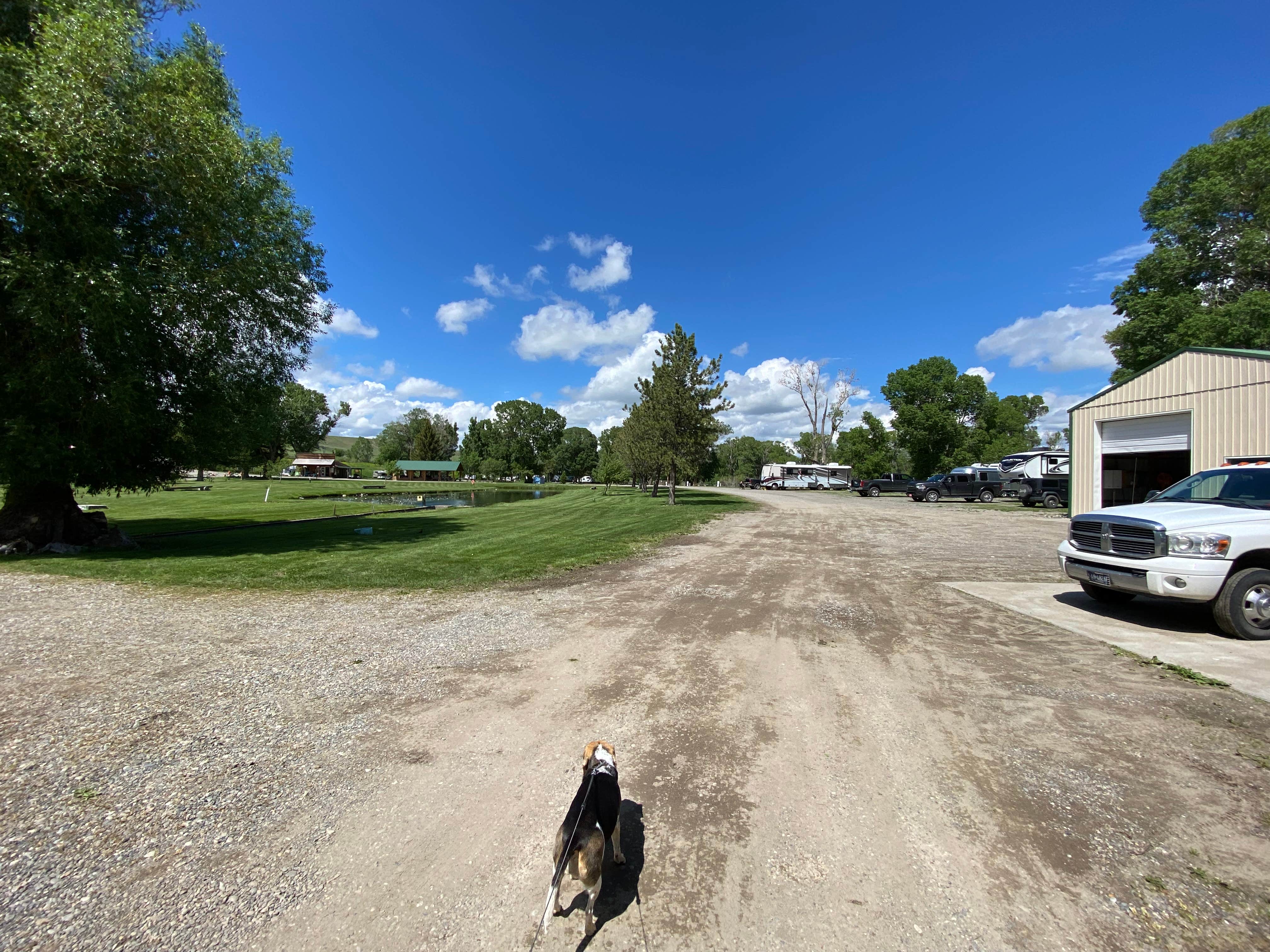 Melanie T.'s photo of camping with pets at Spring Creek Campground & Trout Ranch near Greycliff, MT