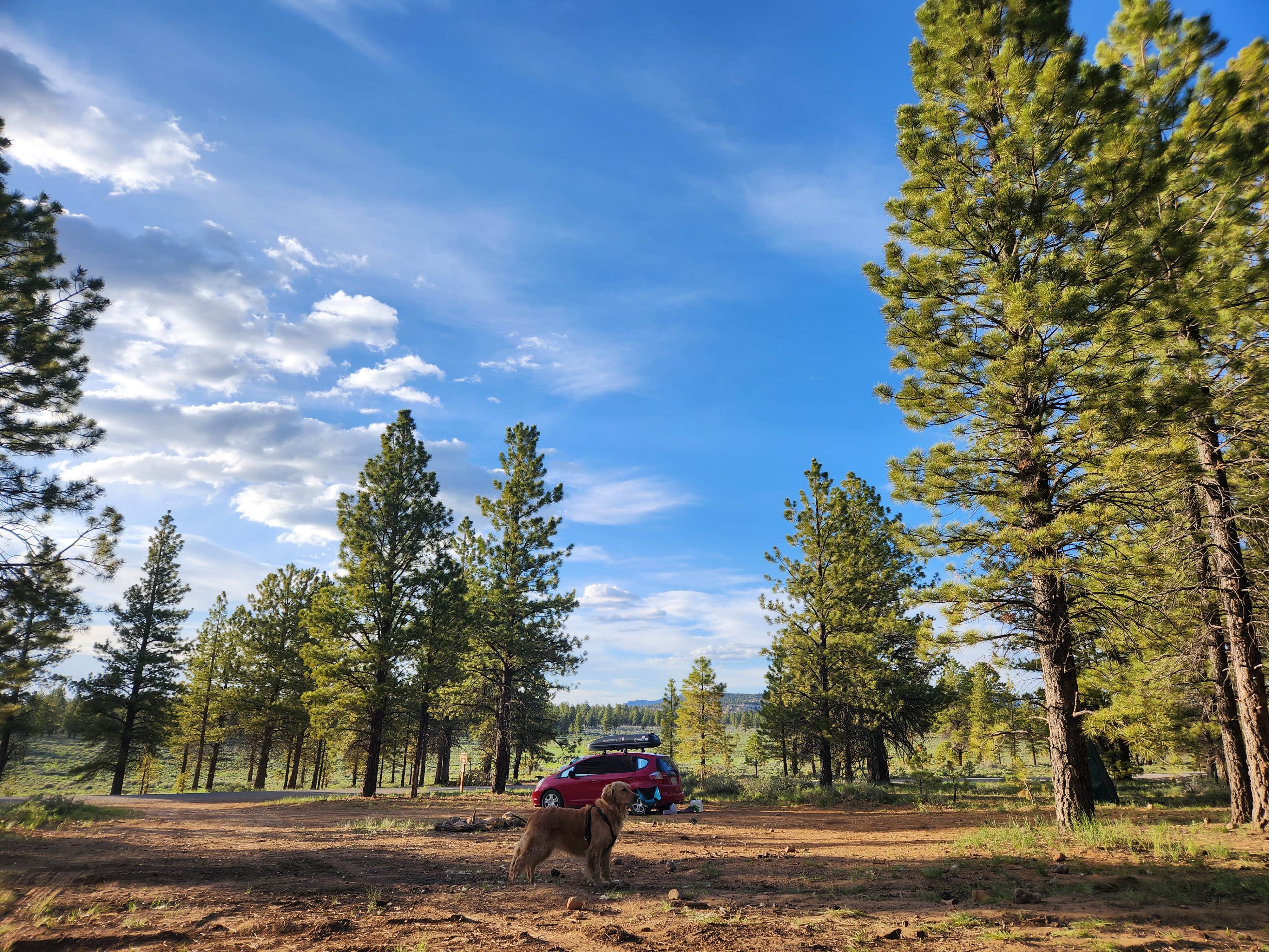 Laura R.'s photo of camping with pets at Tom Best Spring Road FR117 Dispersed - Dixie National Forest near Cannonville, UT