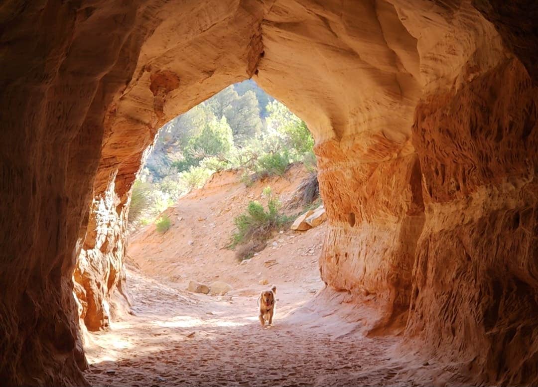 Laura R.'s photo of camping with pets at Mt Carmel Old 89 Dispersed Camping near Kanab, UT