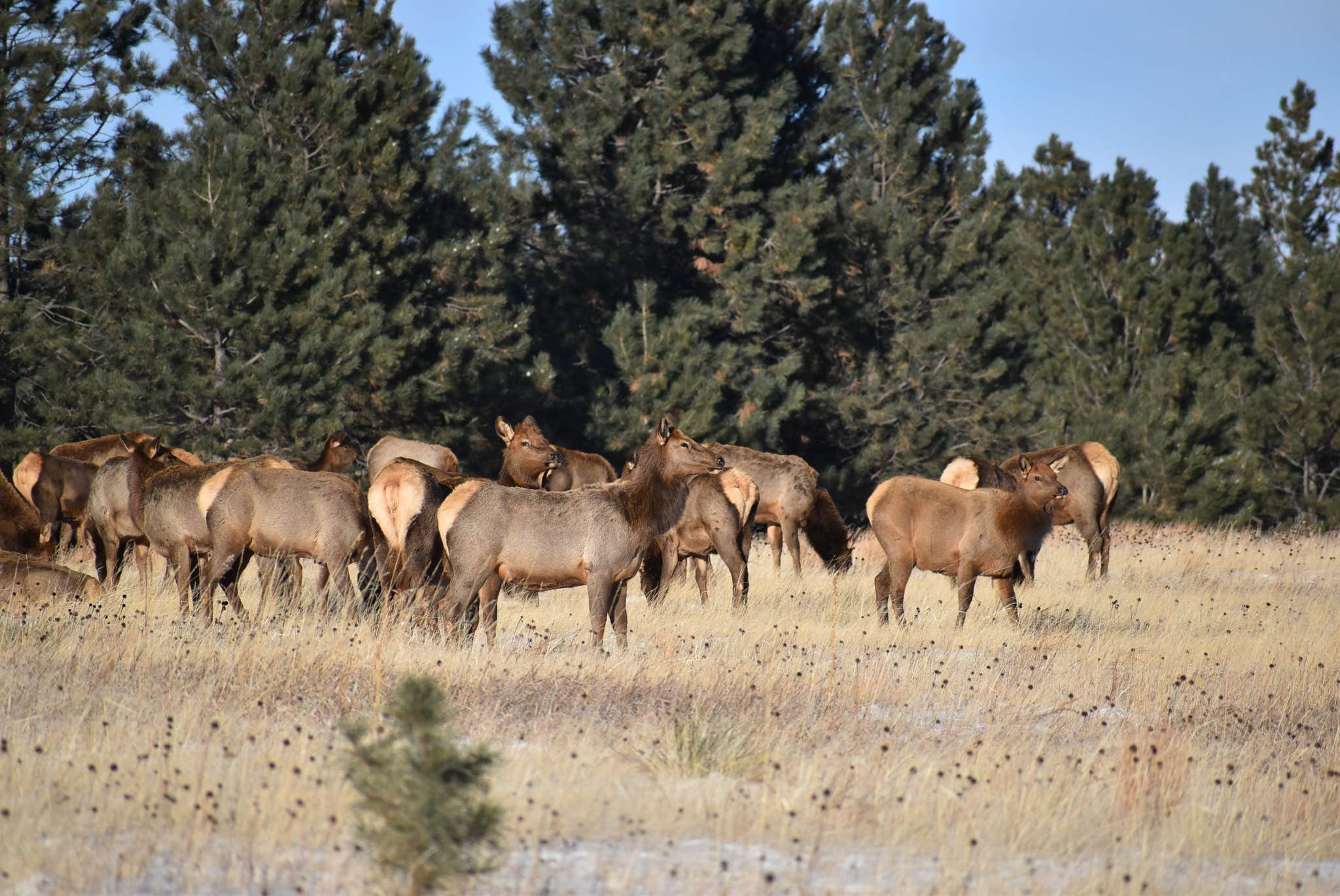 Camper submitted image from Refuge Hill Homestead - 2