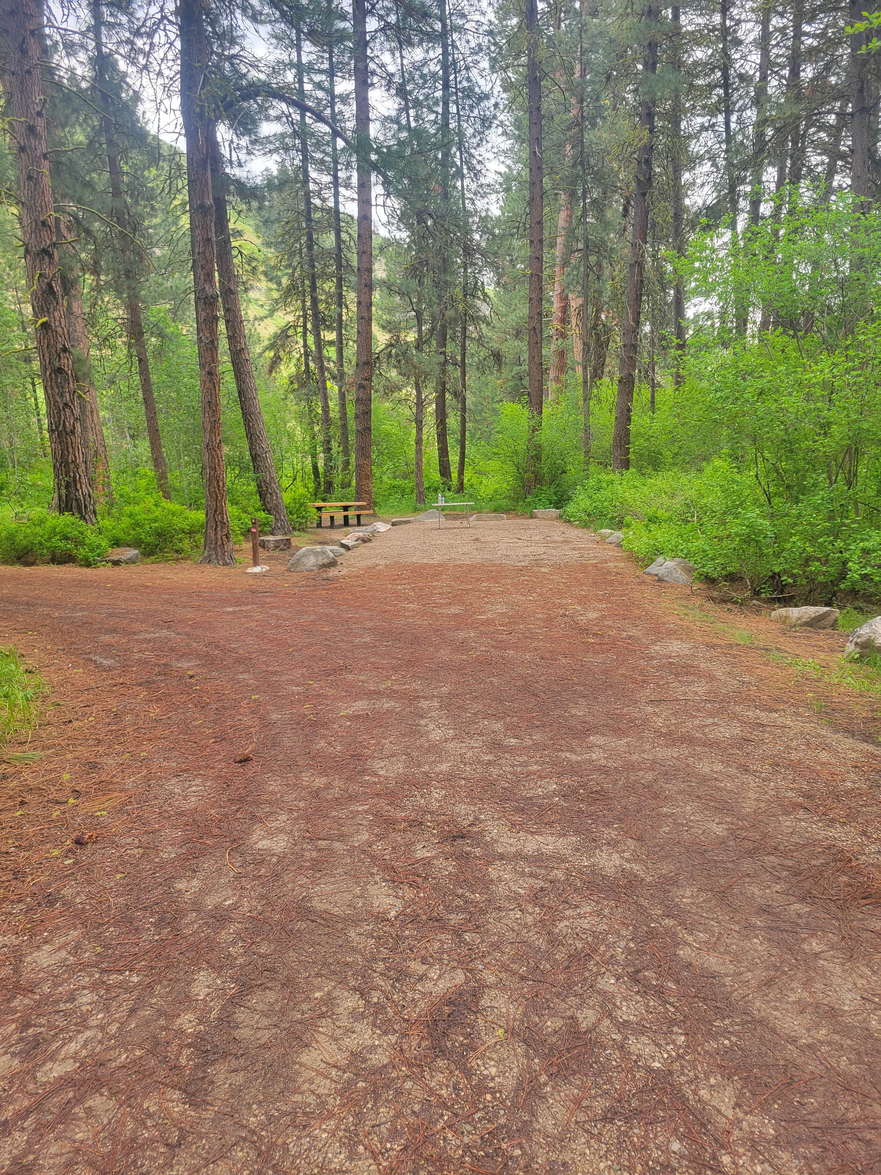 Camper submitted image from Bird Creek Primitive - Sawtooth National Forest - 3