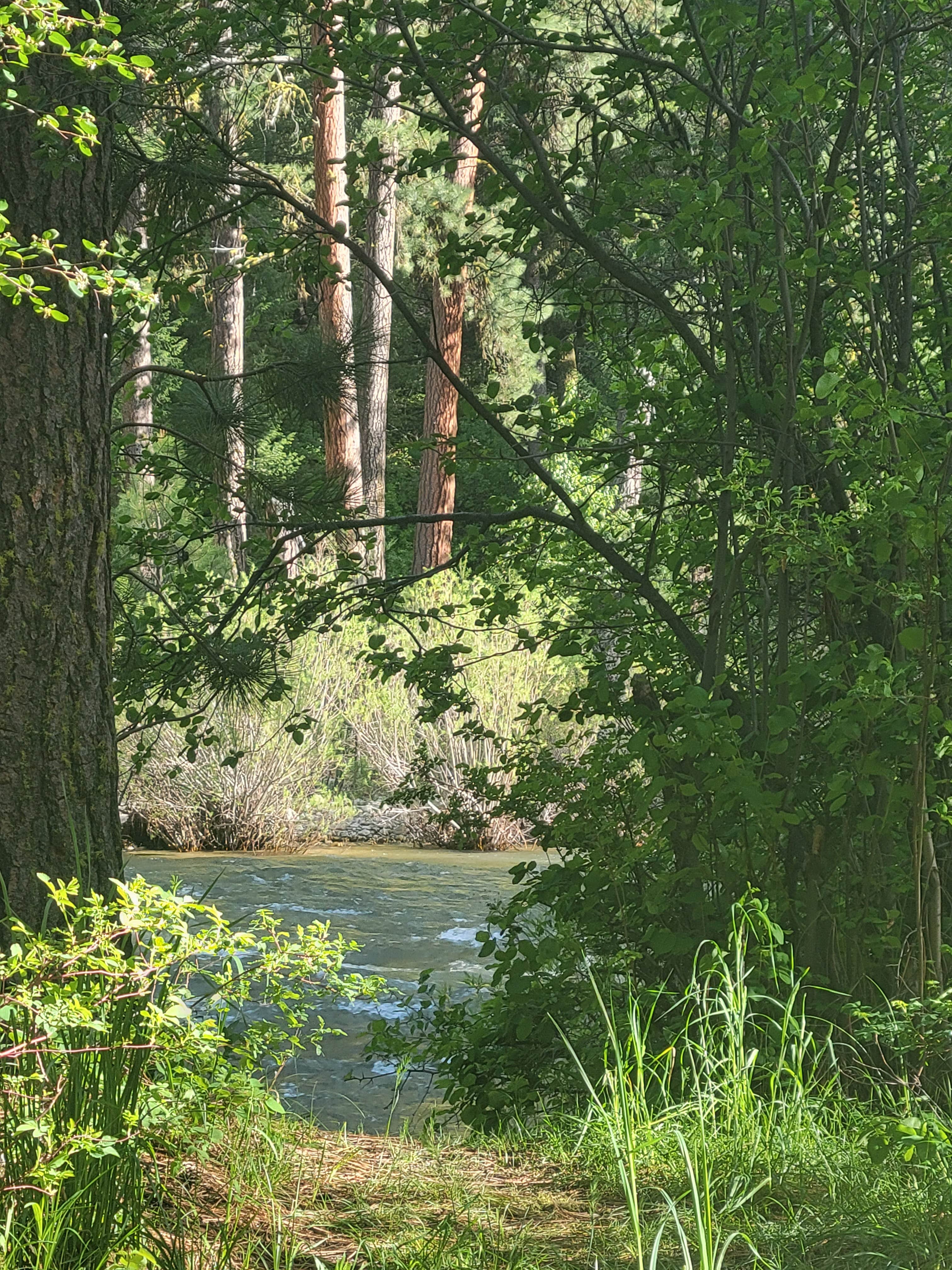 Camper-submitted photo at Bird Creek Primitive - Sawtooth National Forest near Atlanta, ID
