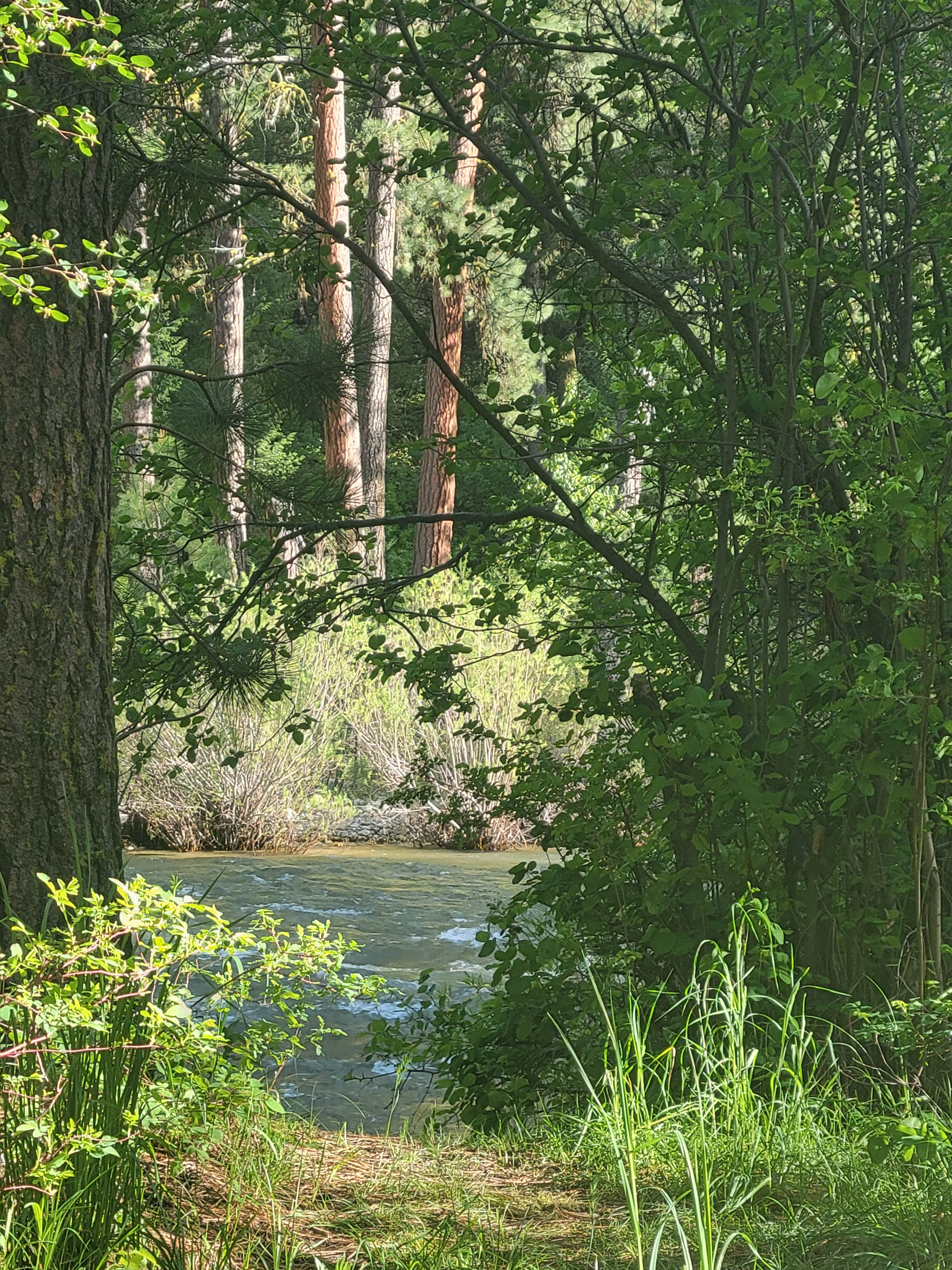 Camper submitted image from Bird Creek Primitive - Sawtooth National Forest - 4