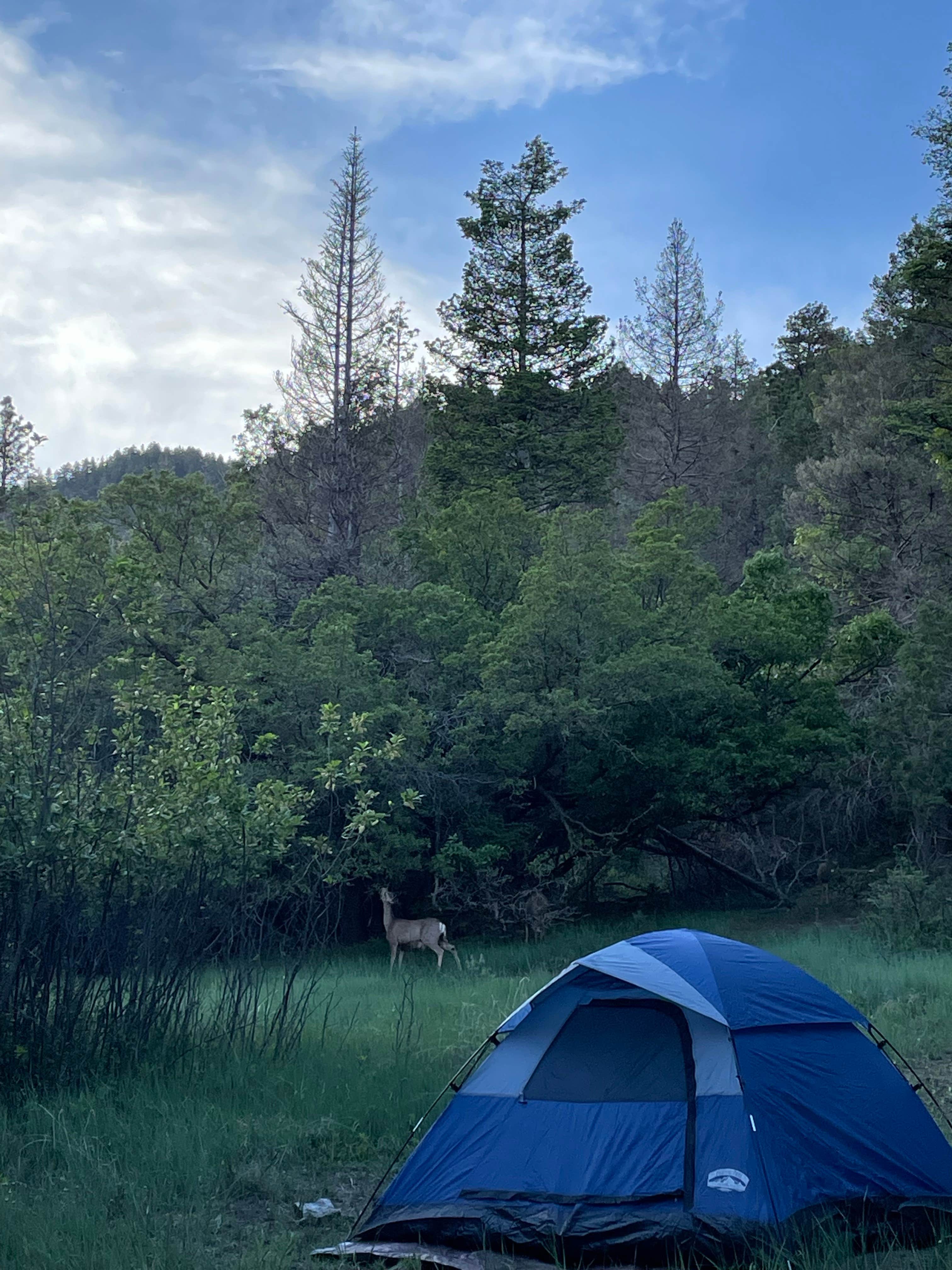 Camper submitted image from Red Canyon Campground - 5