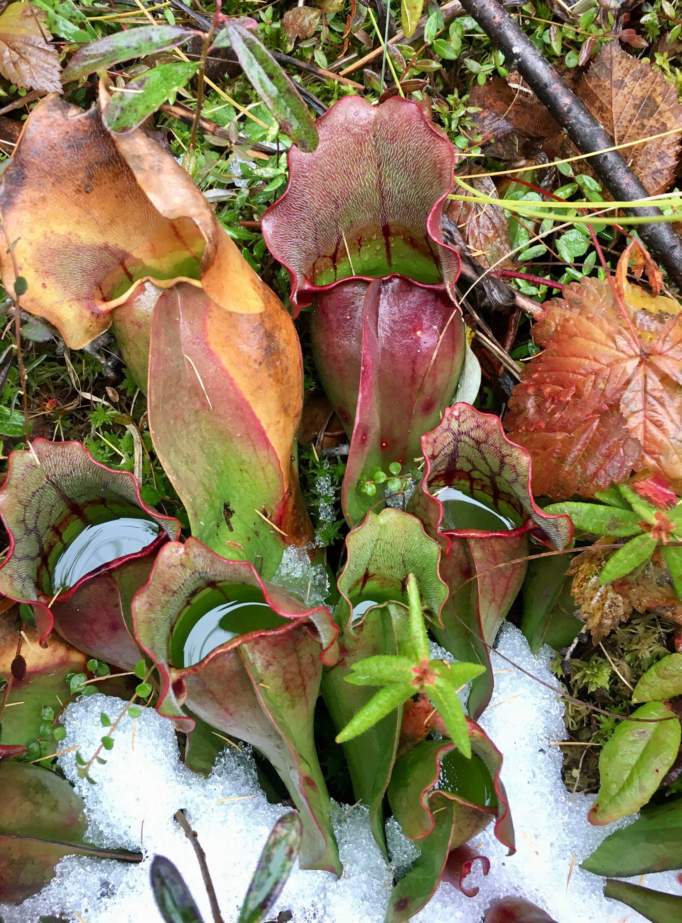 Camper-submitted photo at Lake Bemidji State Park Campground near Chippewa National Forest