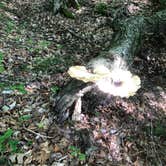 Review photo of Hoosier National Forest Bluegill Loop Campground by Phillip D., June 12, 2023