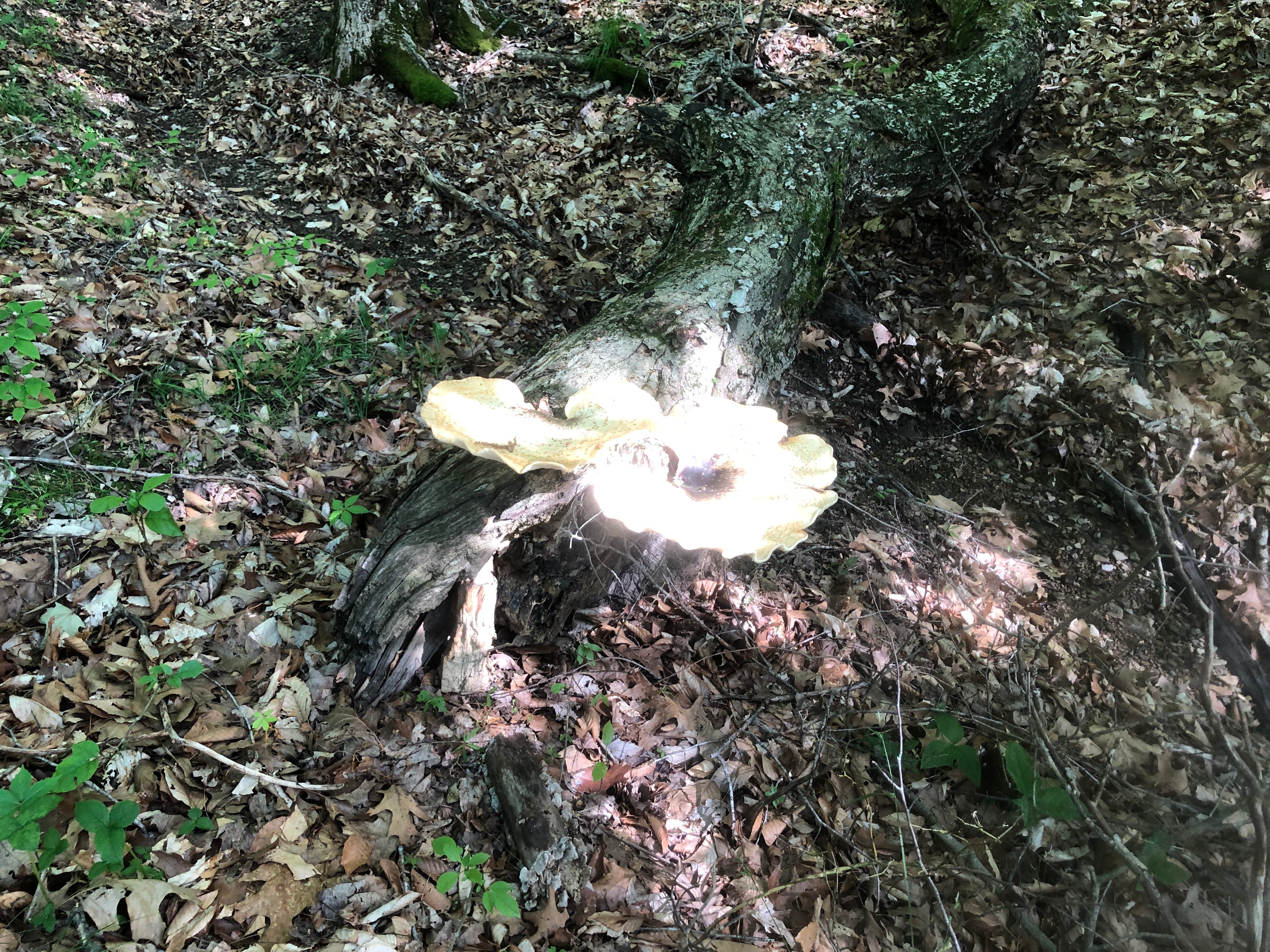 Camper submitted image from Hoosier National Forest Bluegill Loop Campground - 2