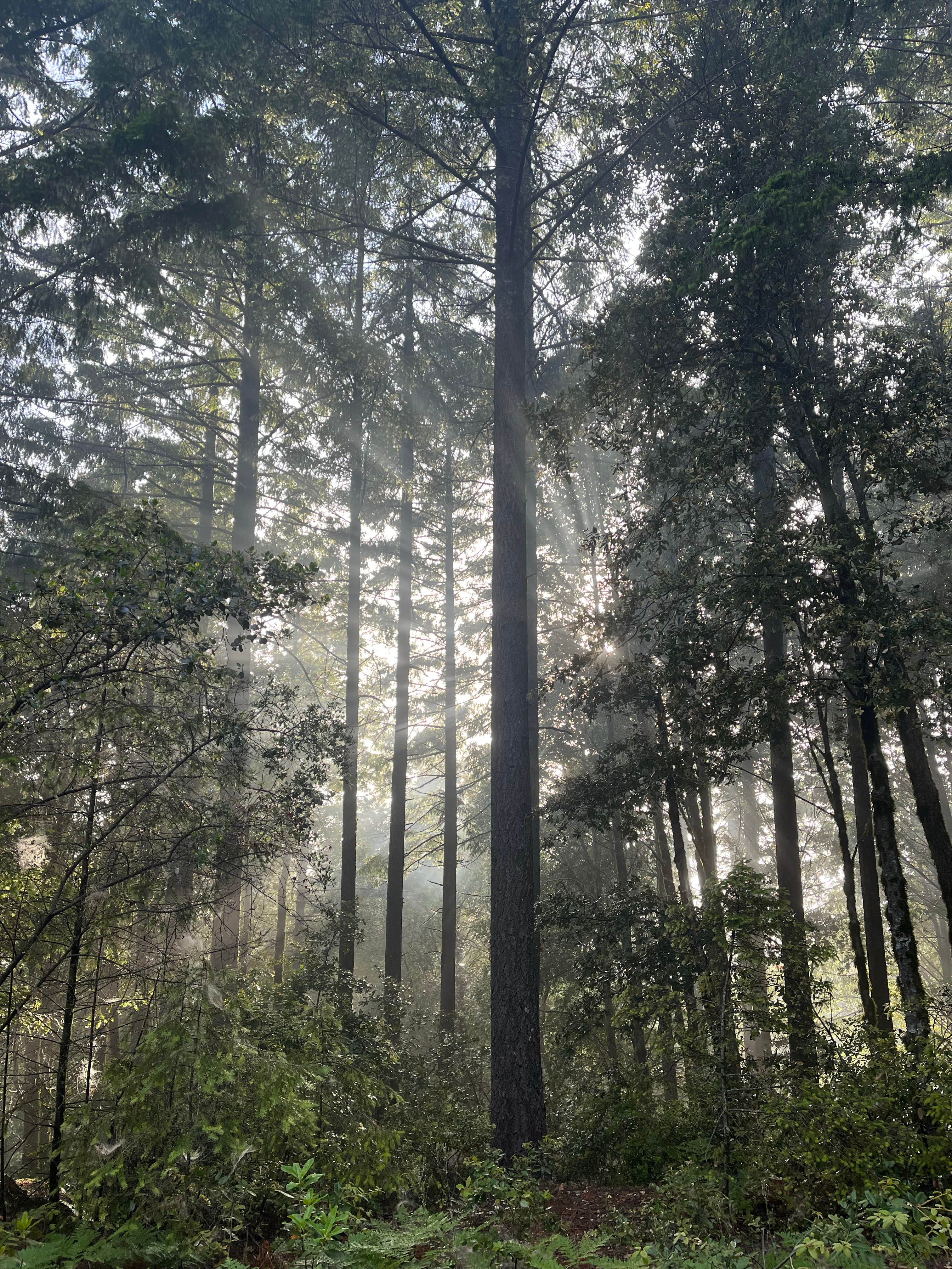 Camper-submitted photo at Tolkan Campground near King Range National Conservation Area