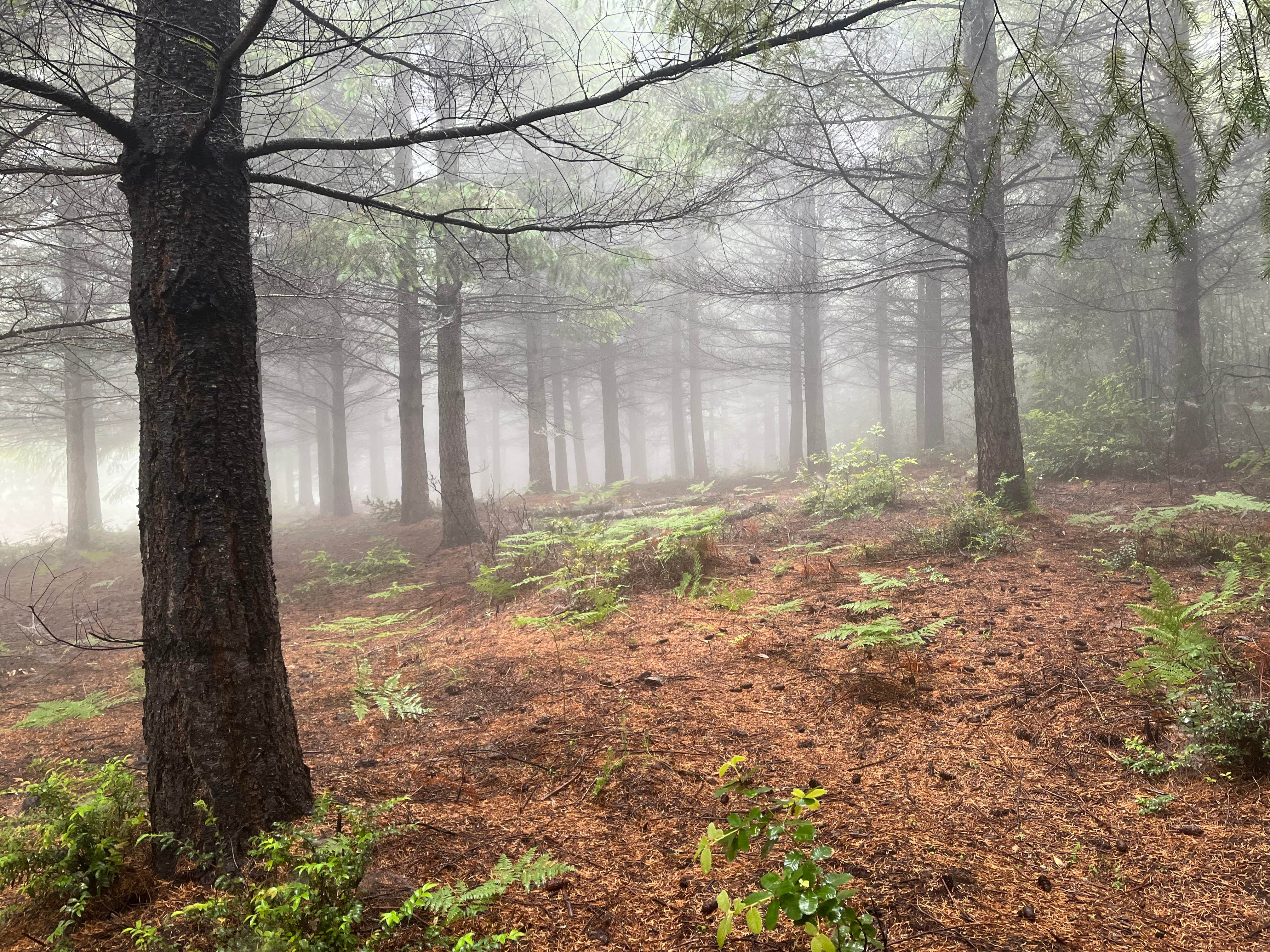 Camper-submitted photo at Tolkan Campground near King Range National Conservation Area