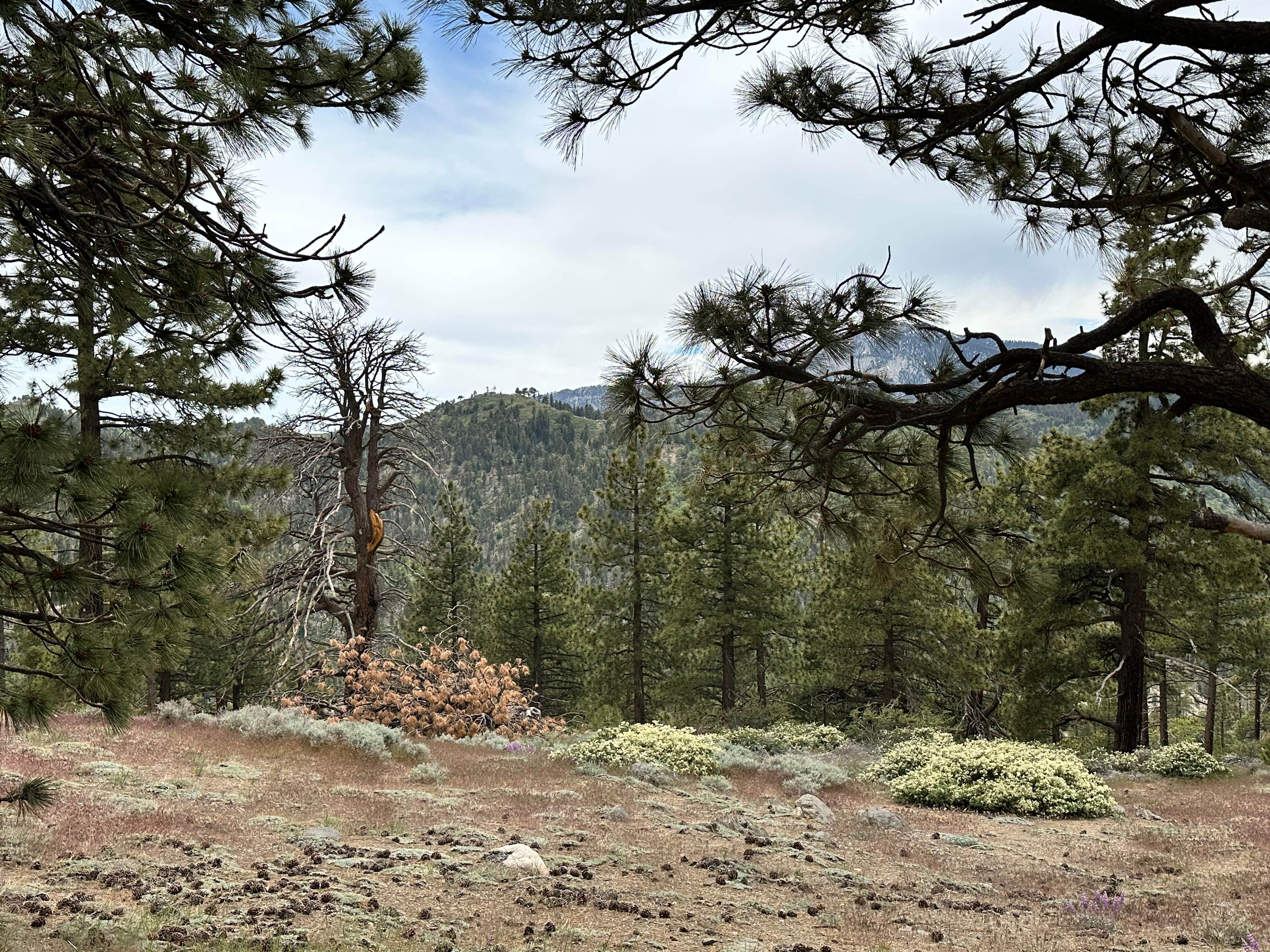 Camper-submitted photo at Table Mountain Campground near Mount Baldy, CA