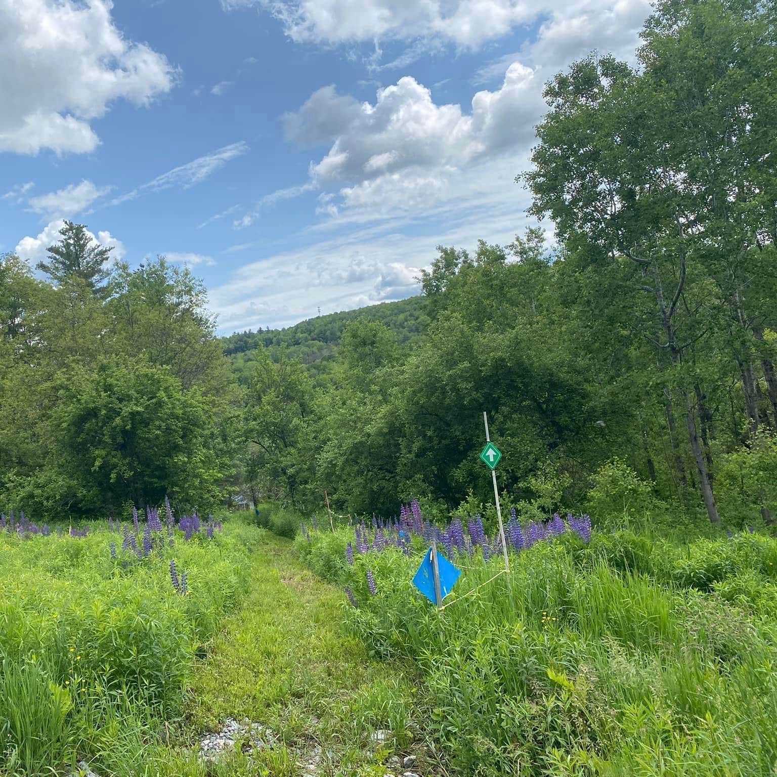 Gus's Gardens Camping Camping The Dyrt