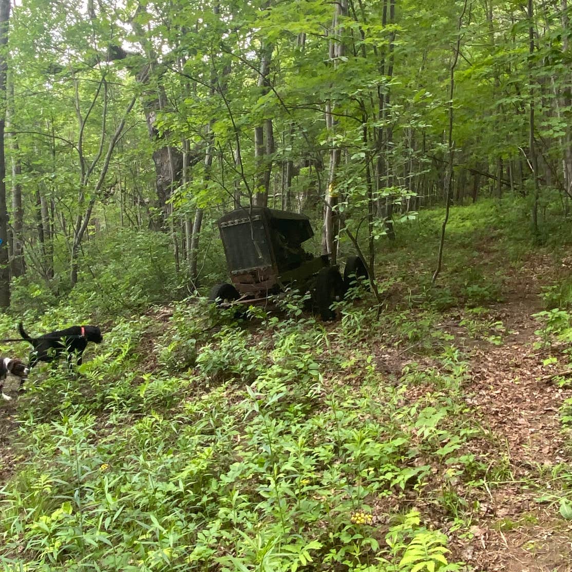 Gus's Gardens Camping Camping The Dyrt